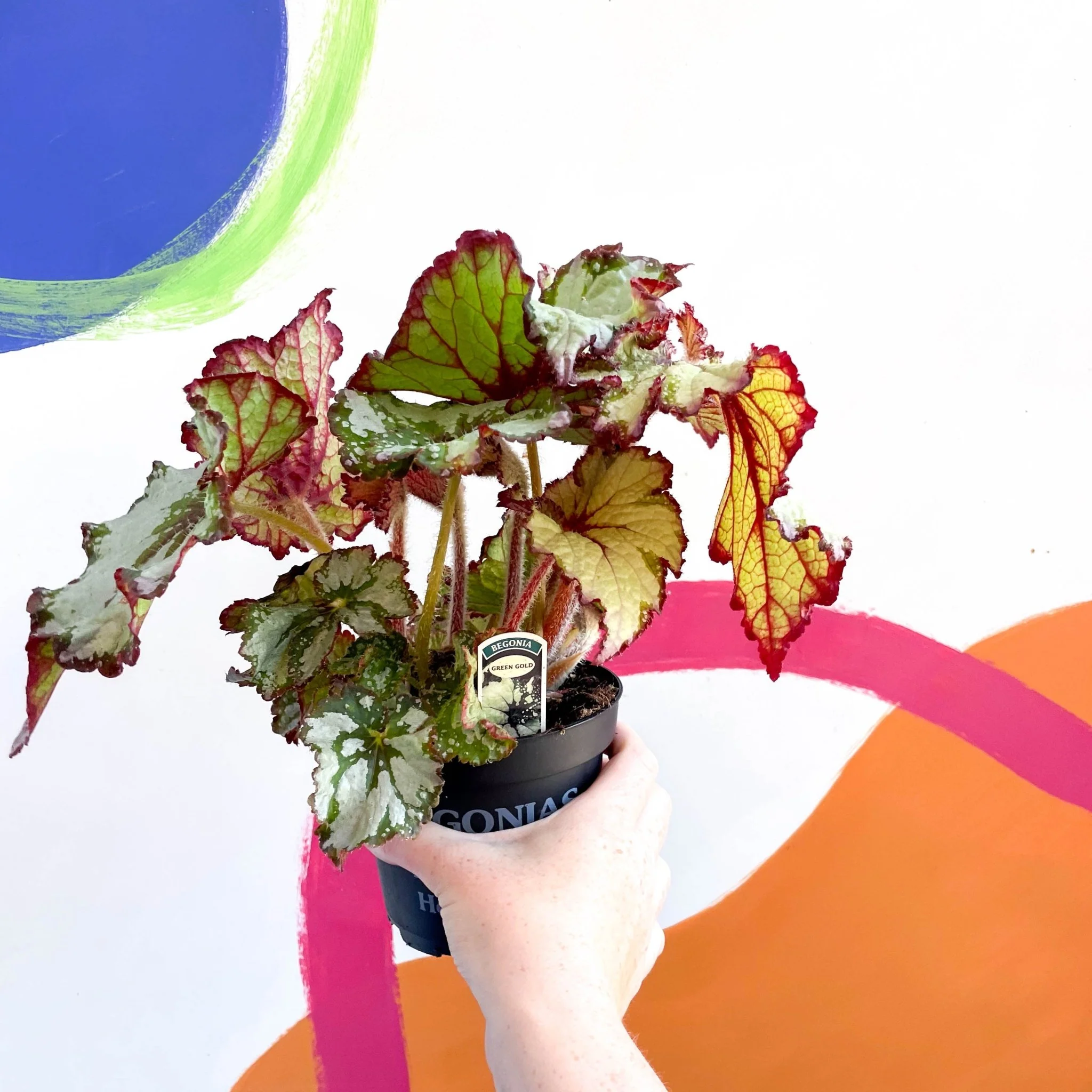 Begonia rex 'Green Gold' - Welsh Grown - Image 4