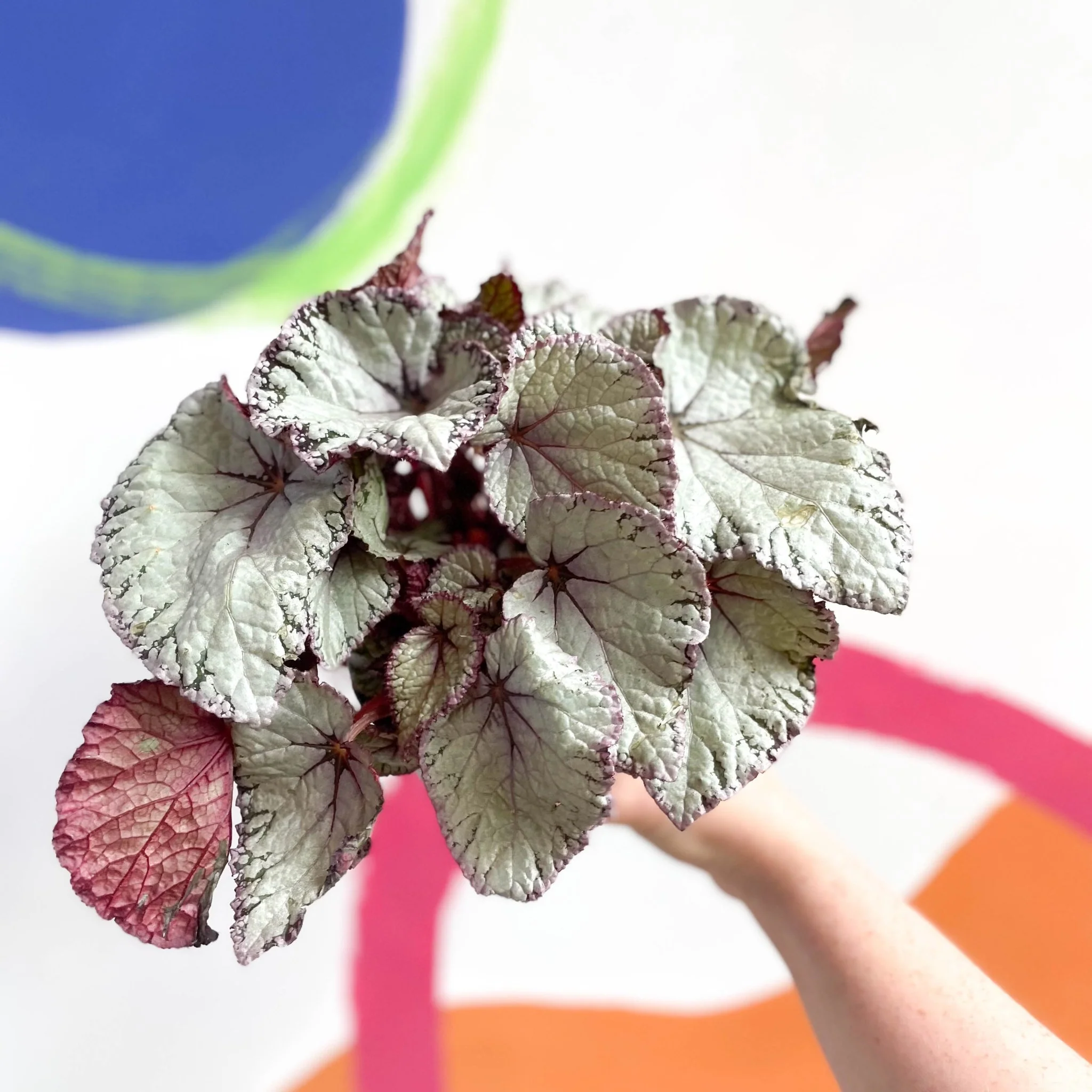 Begonia rex 'Hawaiian Silver'