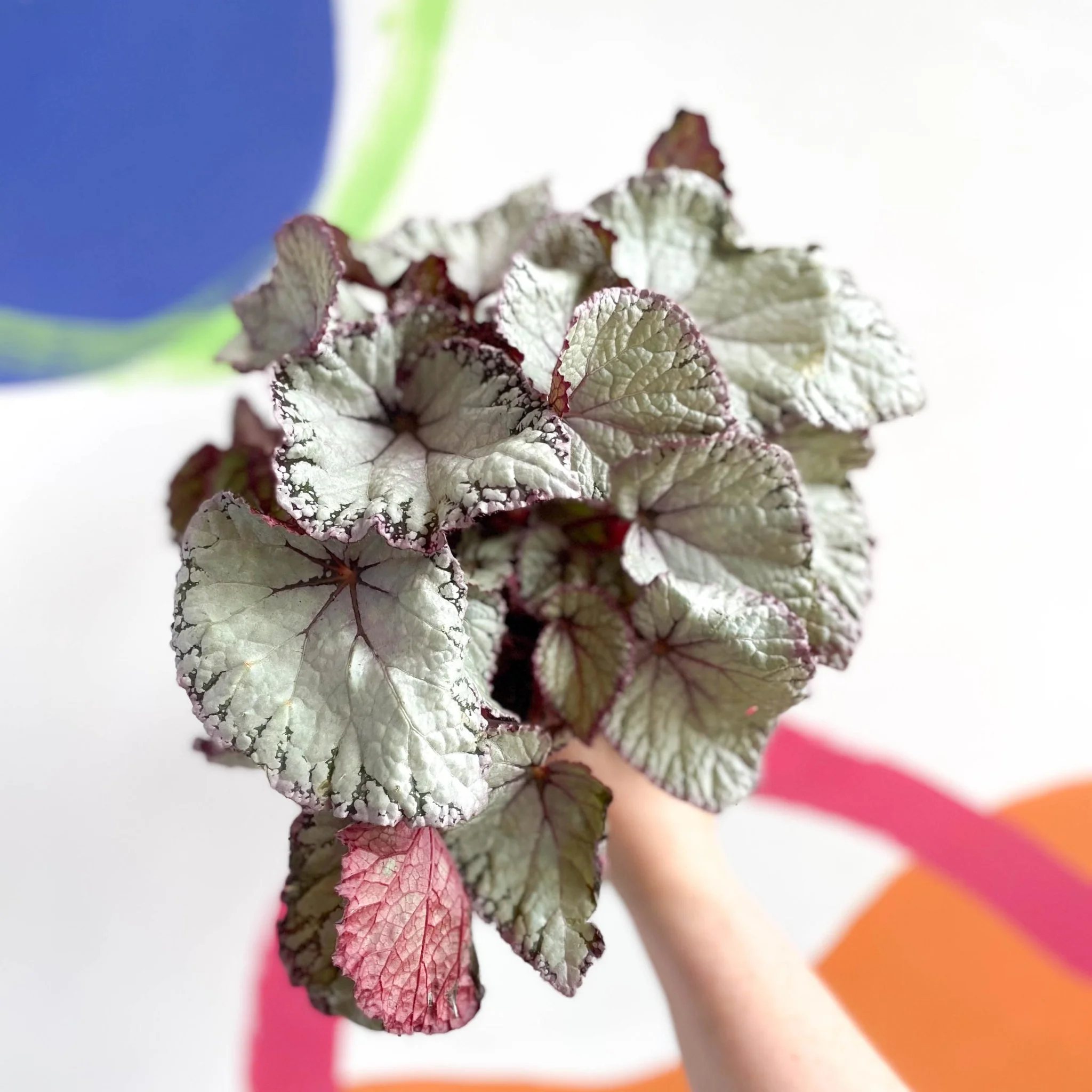 Begonia rex 'Hawaiian Silver' - Image 2