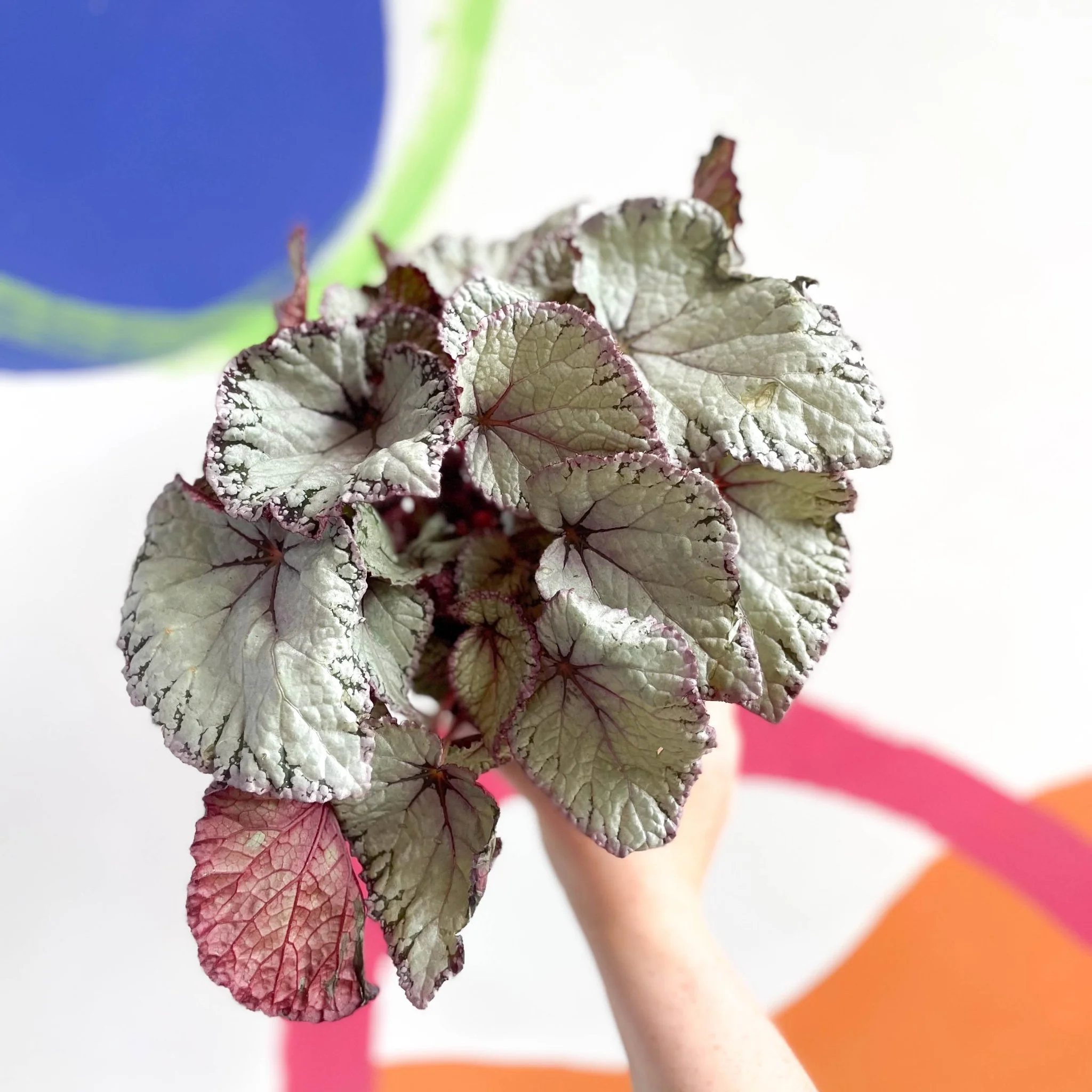 Begonia rex 'Hawaiian Silver' - Image 3