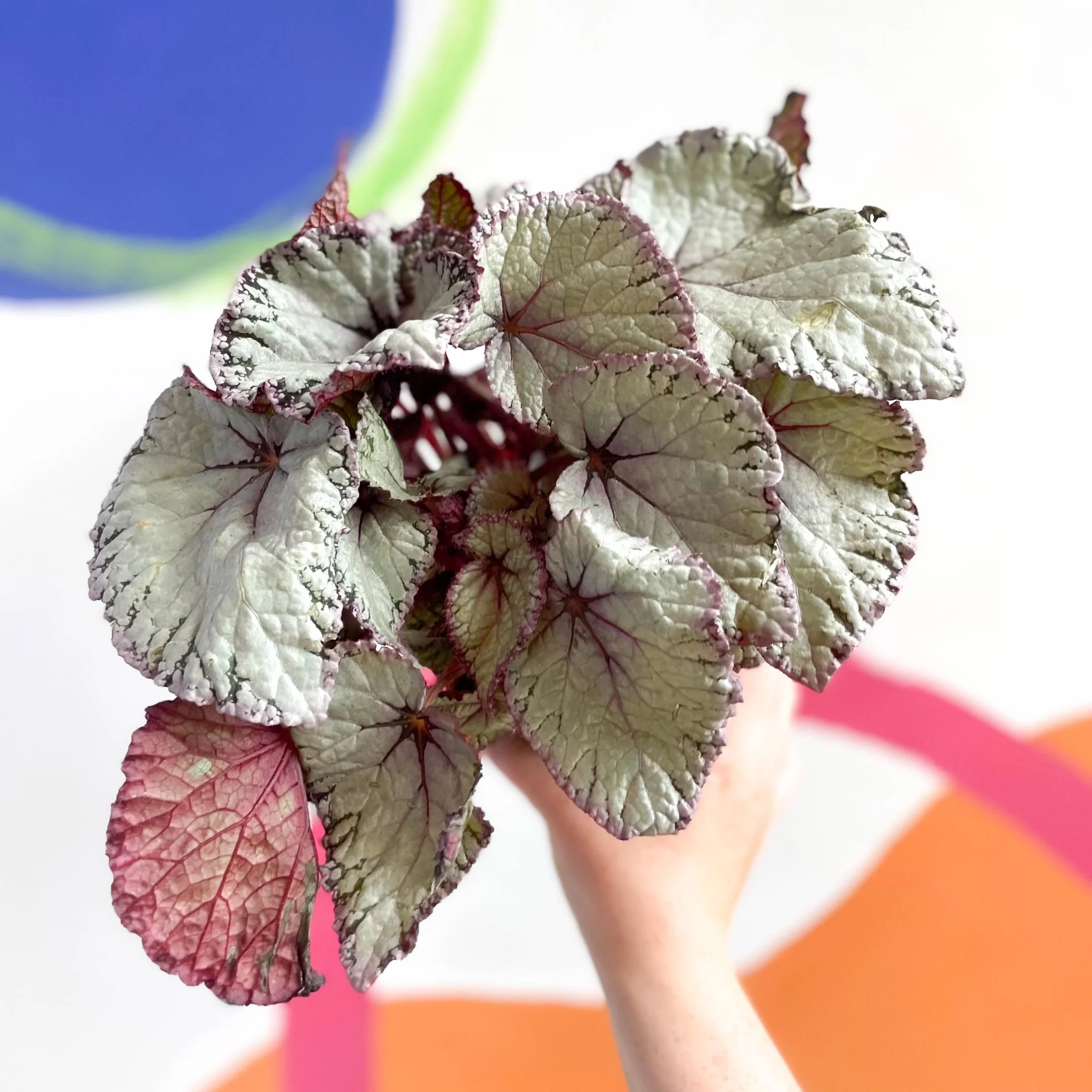 Begonia rex 'Hawaiian Silver' - Image 4