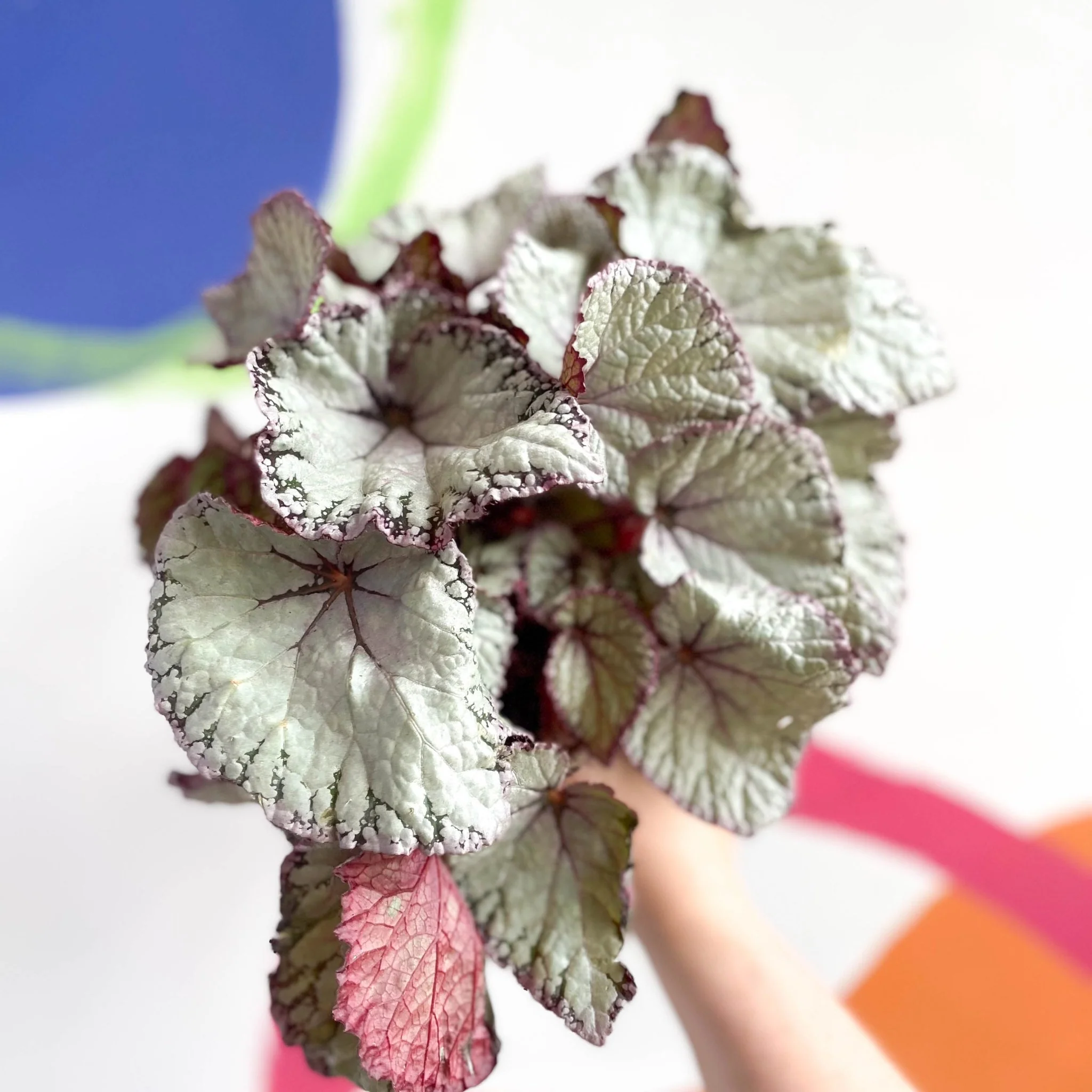 Begonia rex 'Hawaiian Silver' - Image 5