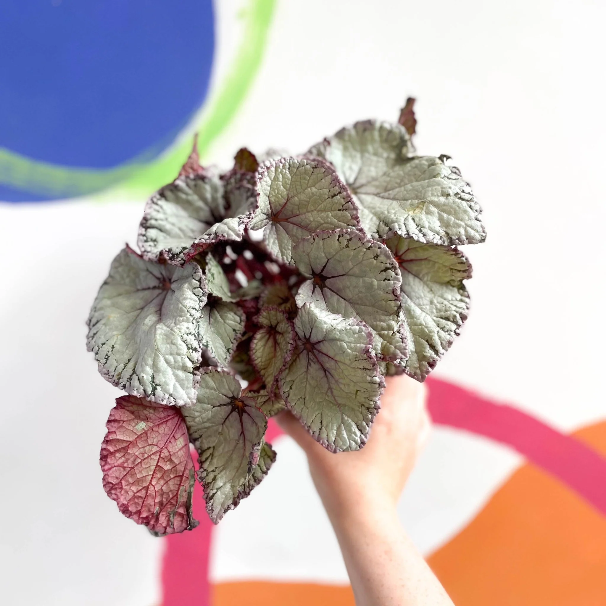 Begonia rex 'Hawaiian Silver' - Image 6