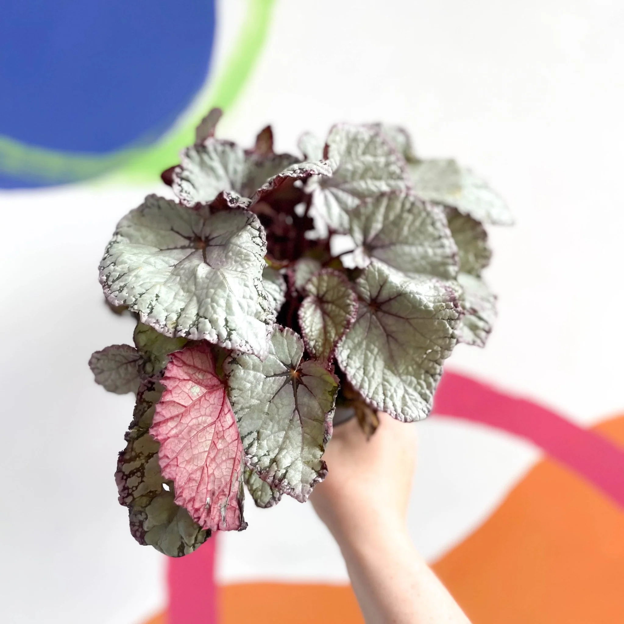 Begonia rex 'Hawaiian Silver' - Image 7