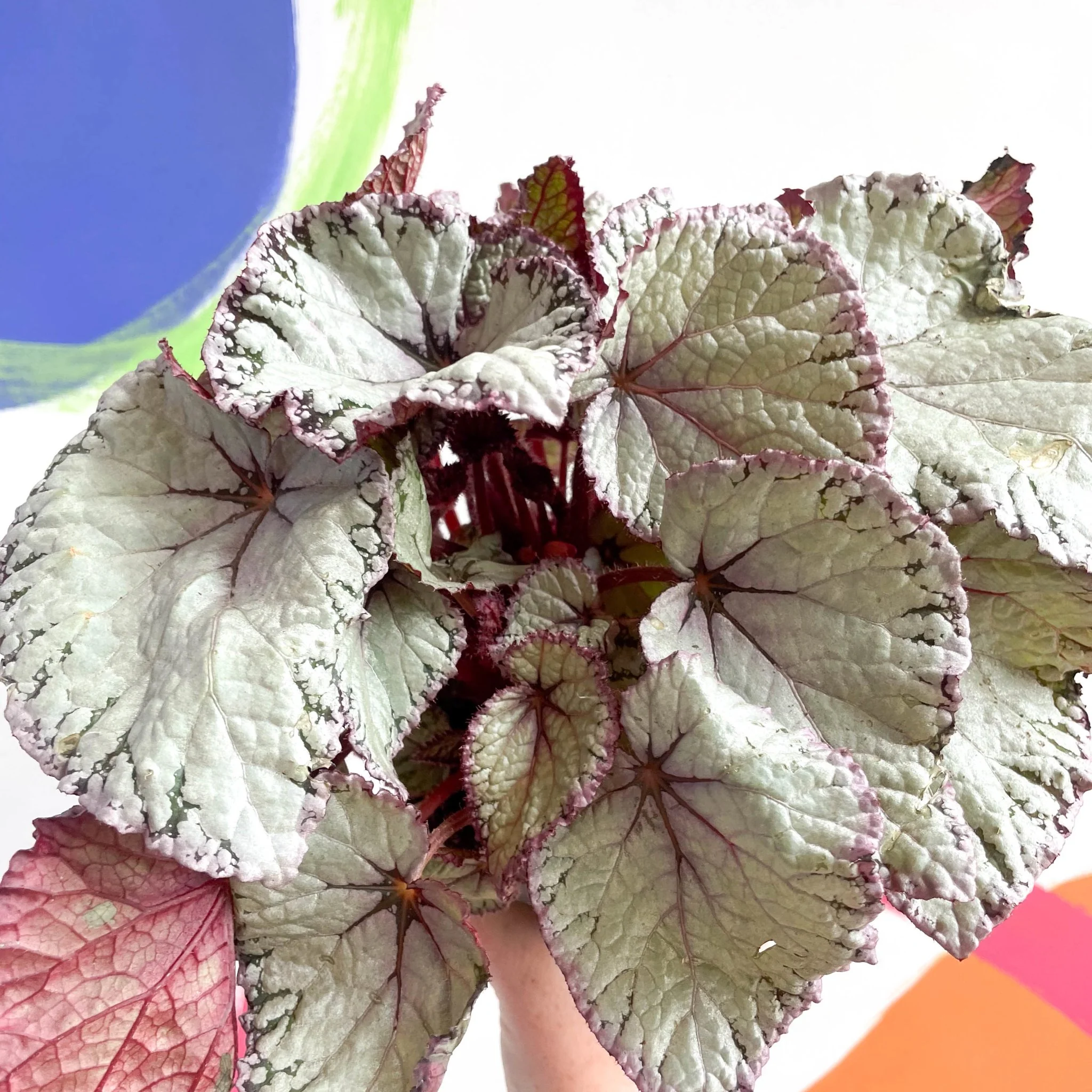 Begonia rex 'Hawaiian Silver' - Image 8