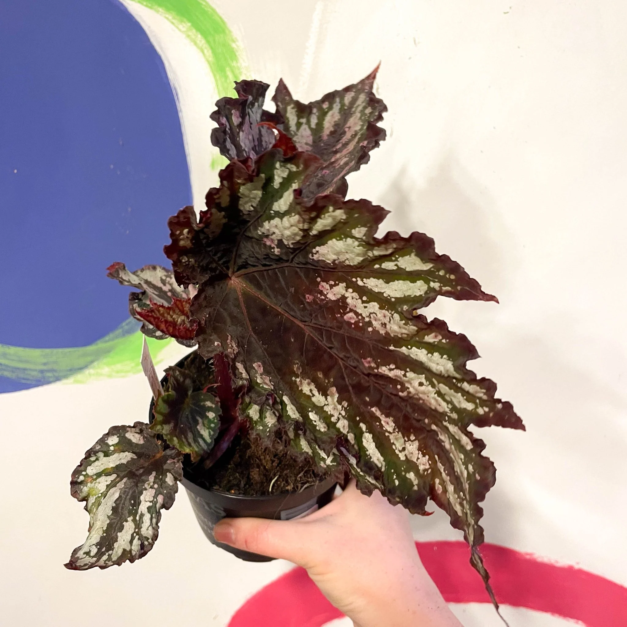 Begonia rex 'Helen Teupel' - Welsh Grown
