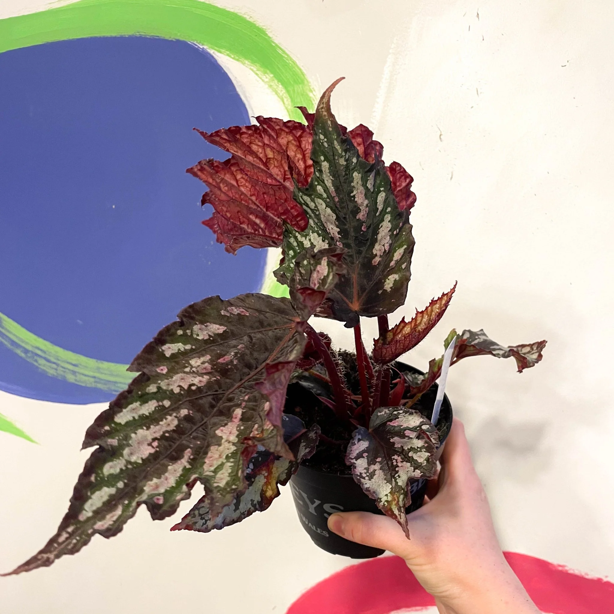 Begonia rex 'Helen Teupel' - Welsh Grown - Image 2