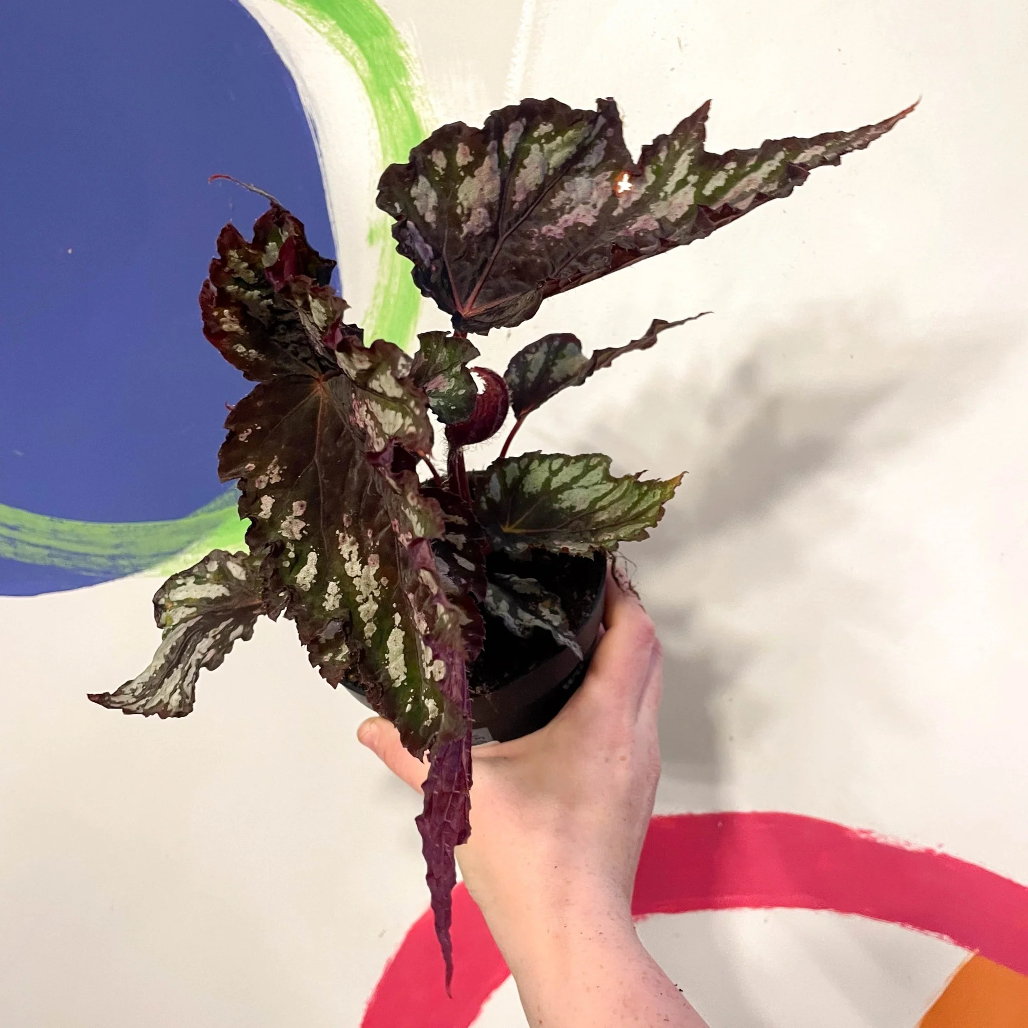 Begonia rex 'Helen Teupel' - Welsh Grown - Image 3