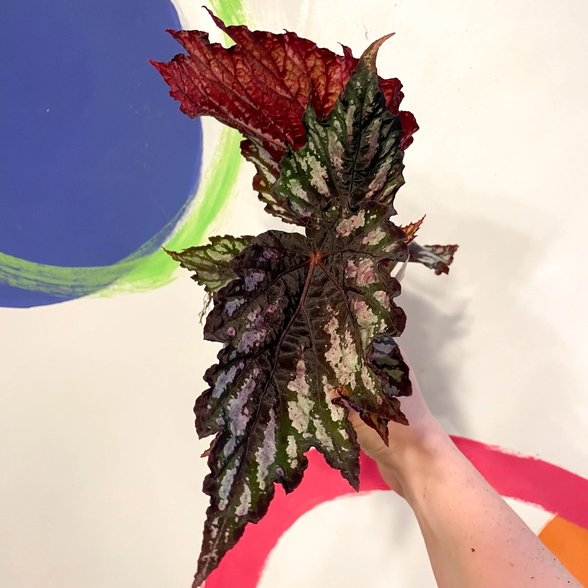 Begonia rex 'Helen Teupel' - Welsh Grown - Image 4