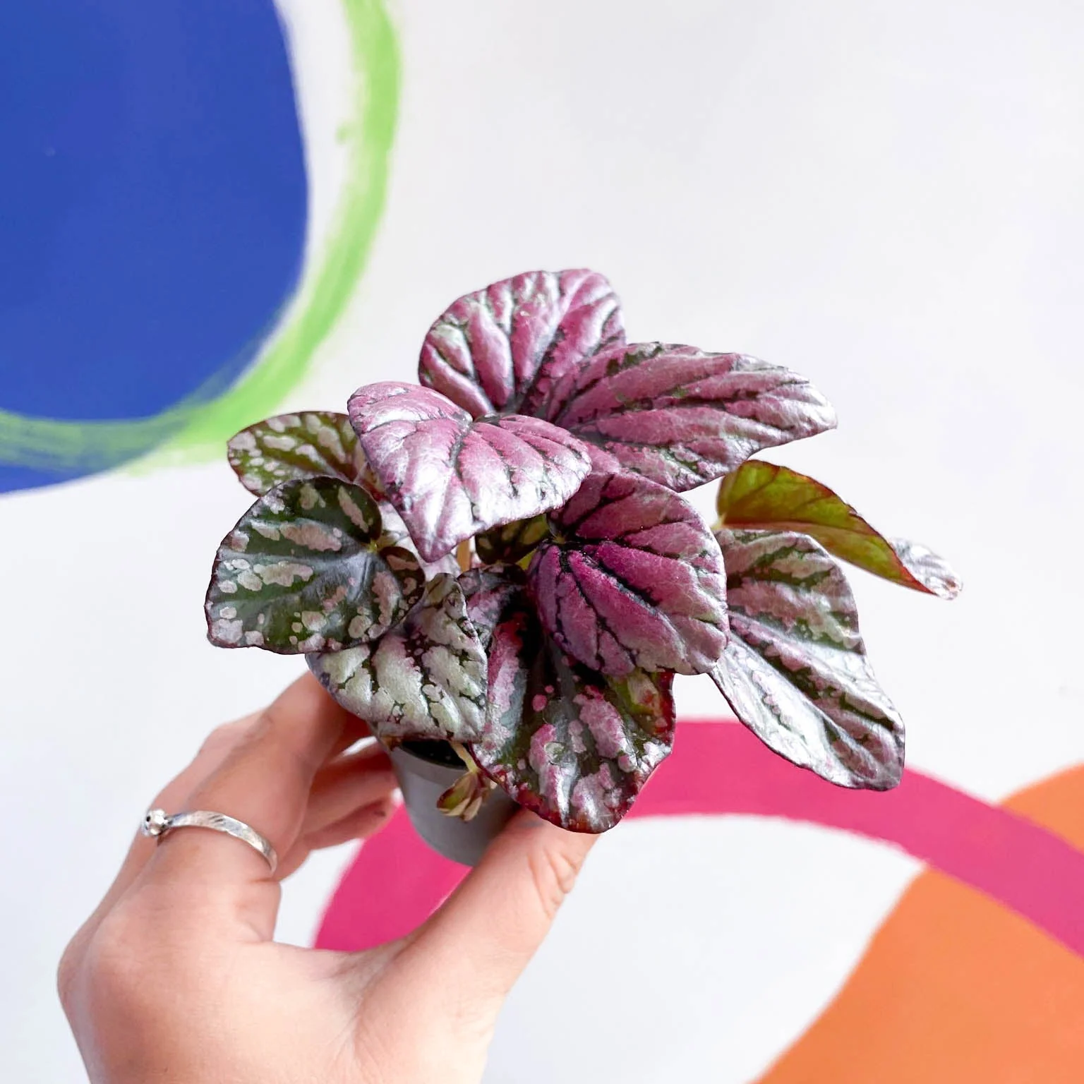 Begonia rex 'Hugh McLauchlan'
