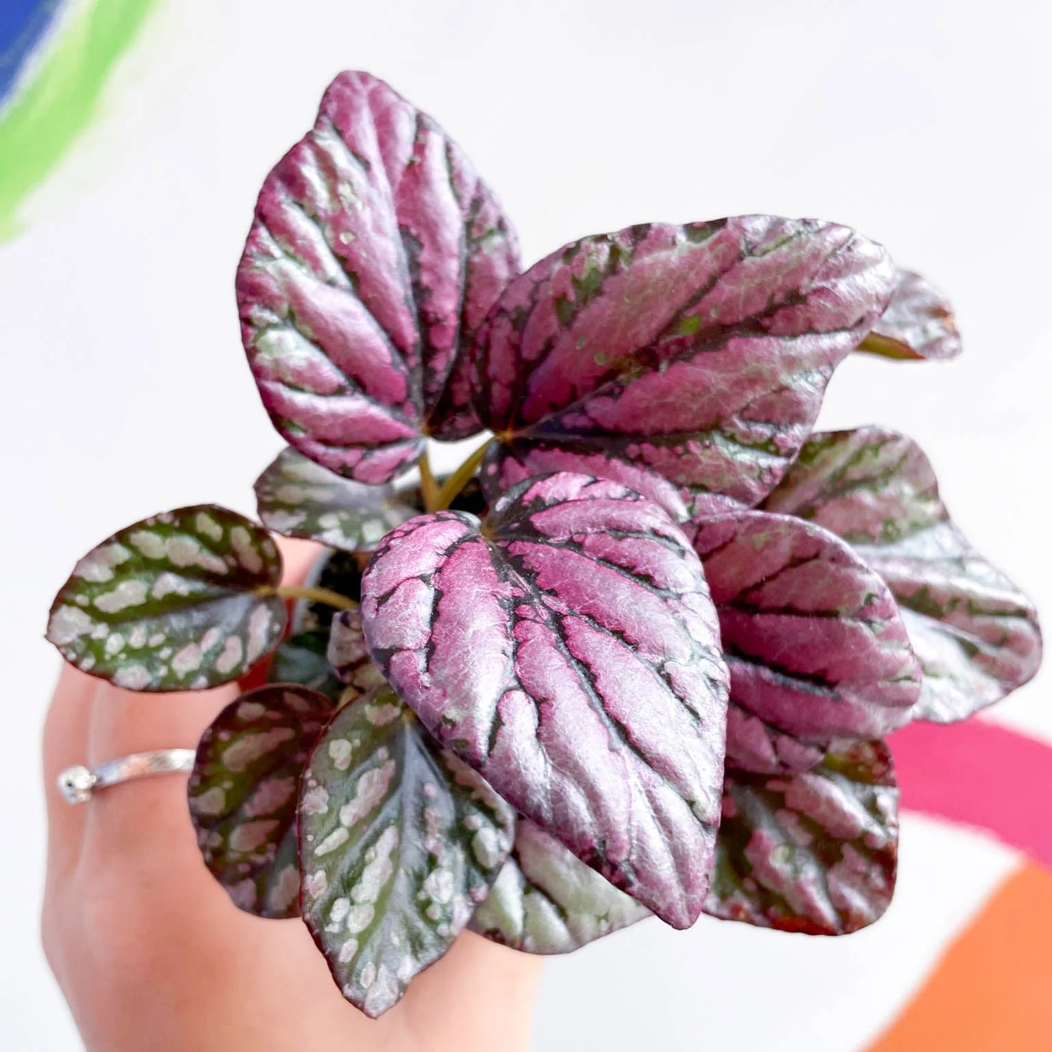 Begonia rex 'Hugh McLauchlan' - Image 2