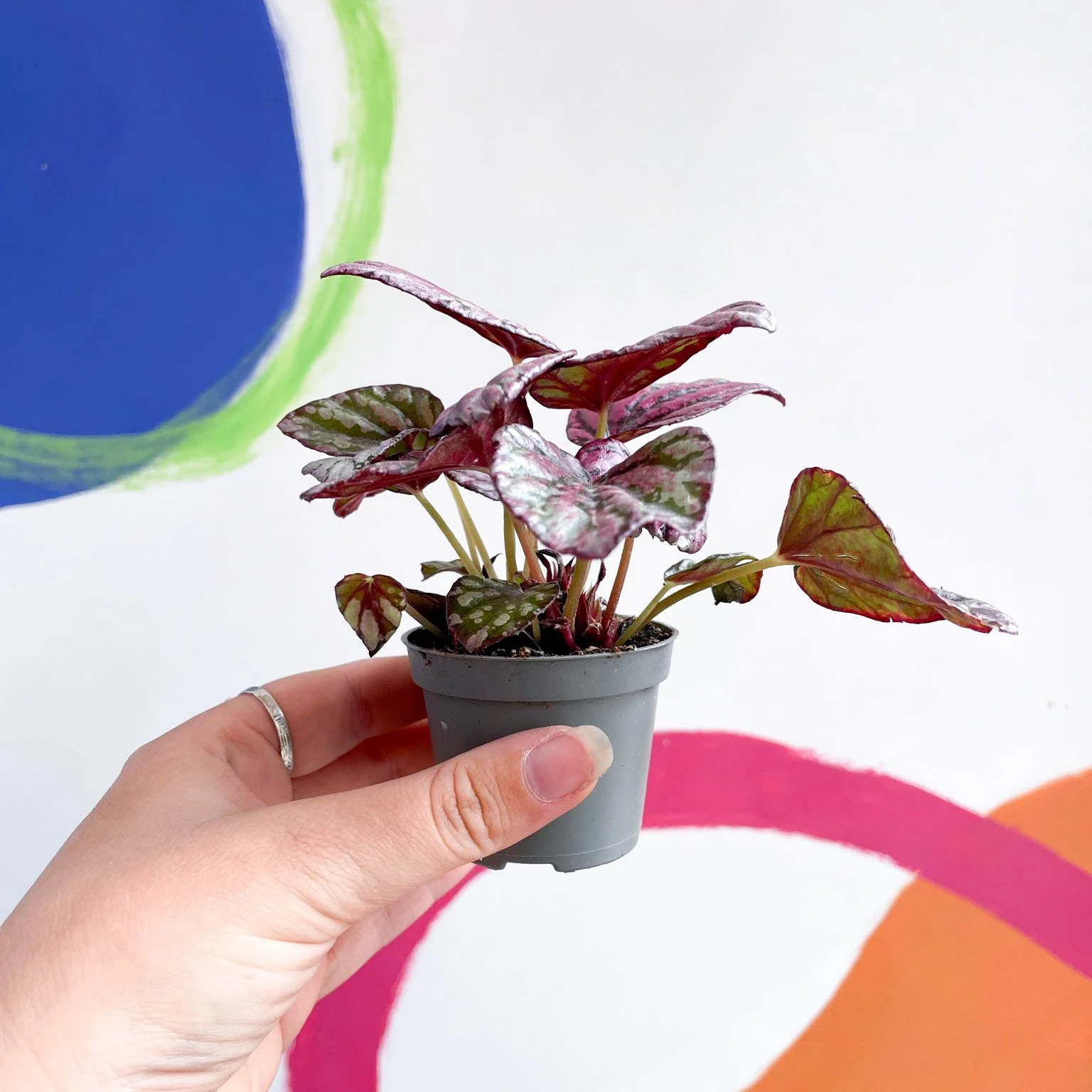Begonia rex 'Hugh McLauchlan' - Image 3