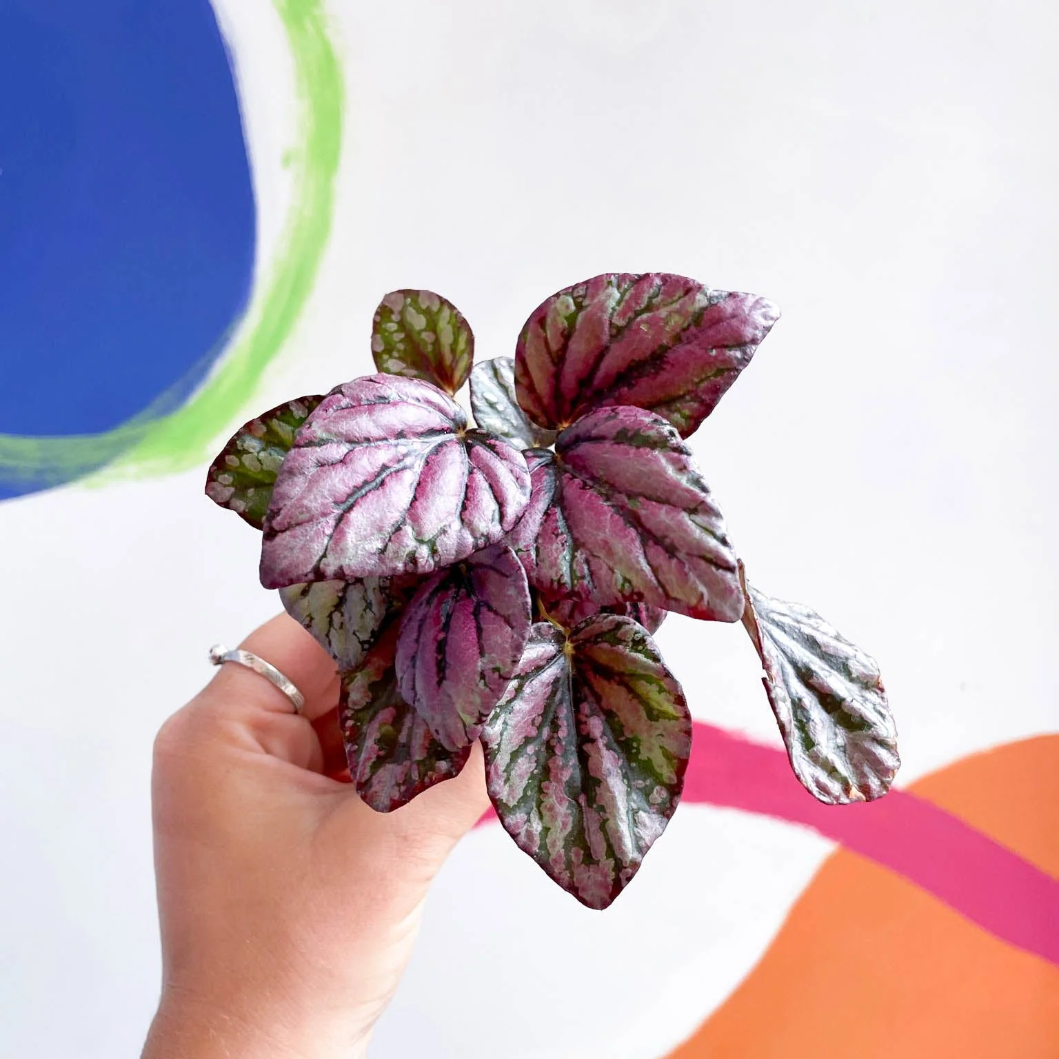 Begonia rex 'Hugh McLauchlan' - Image 4