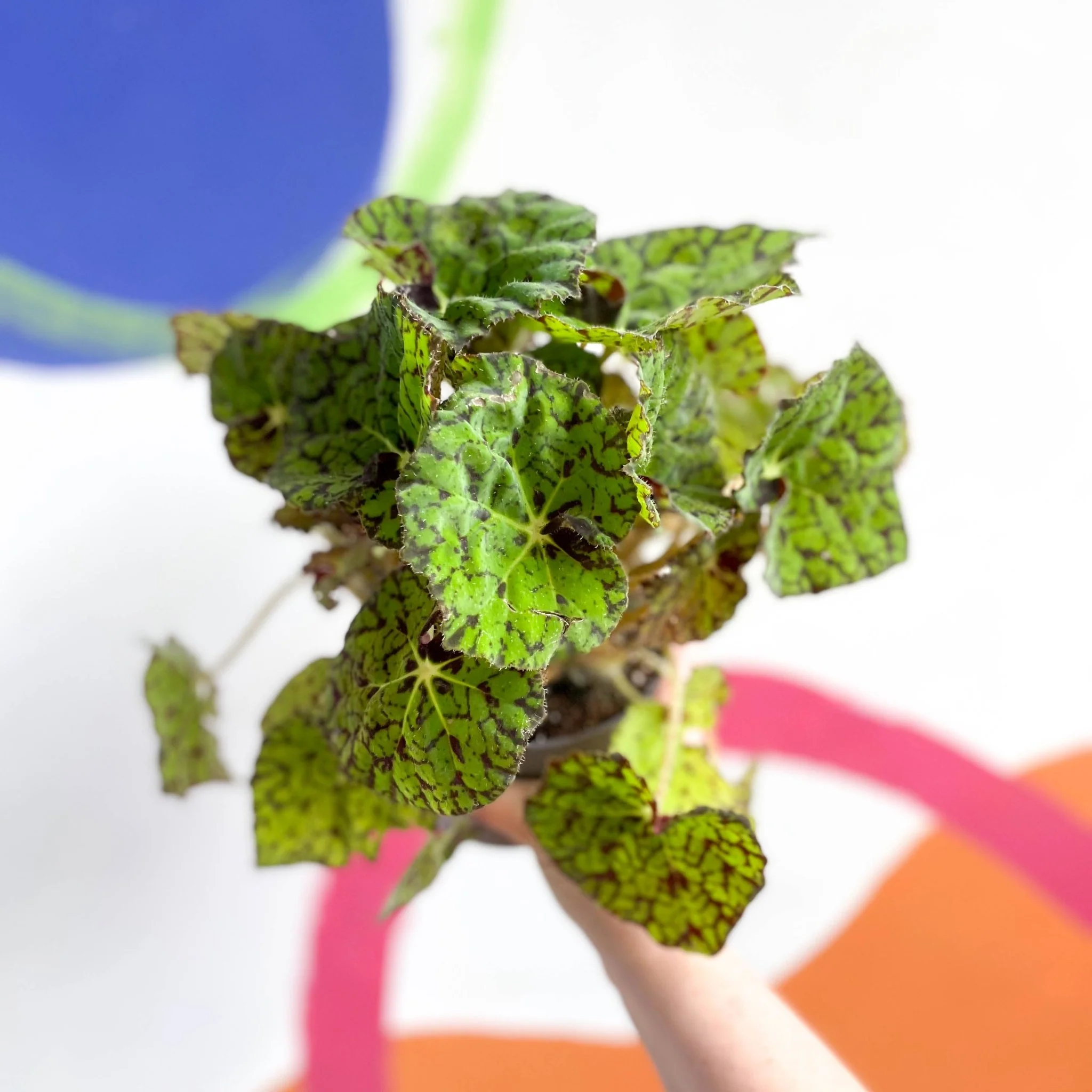 Begonia rex 'Lime Fever'