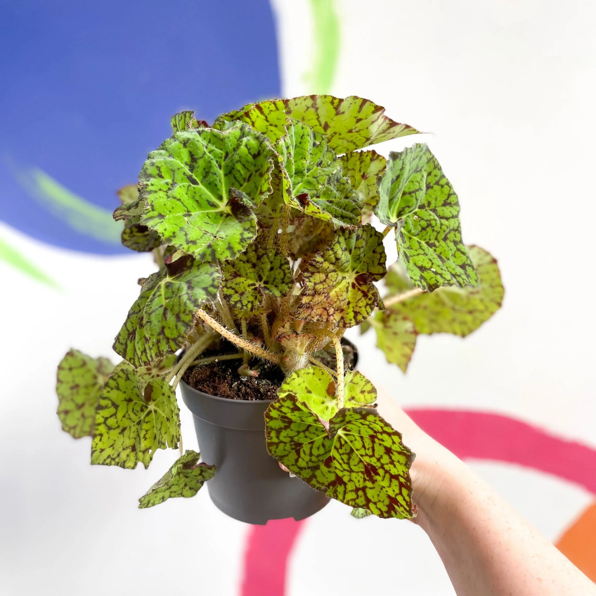 Begonia rex 'Lime Fever' - Image 2