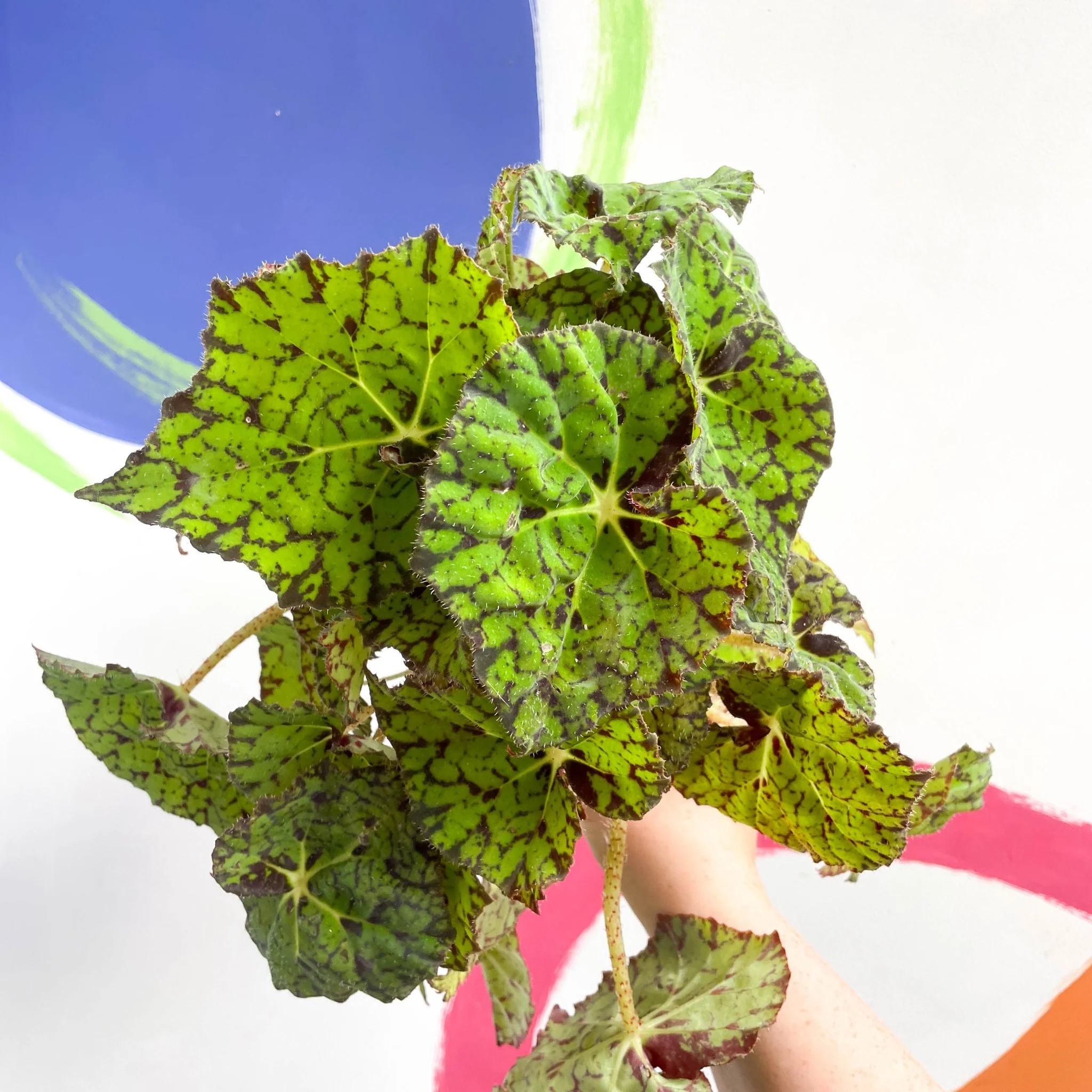 Begonia rex 'Lime Fever' - Image 3