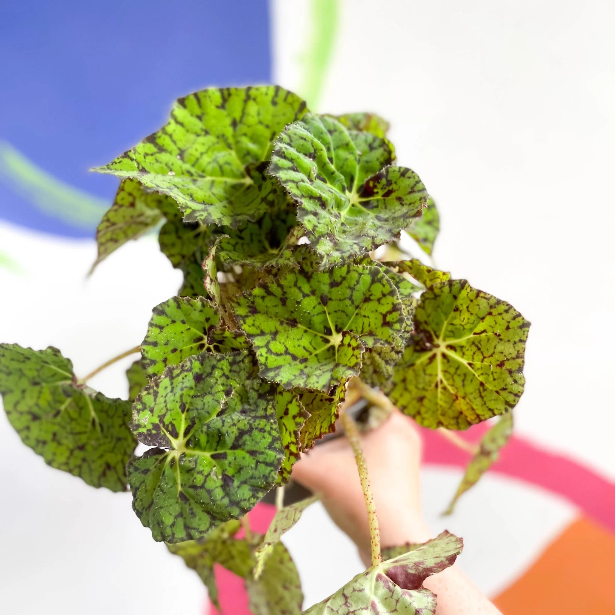 Begonia rex 'Lime Fever' - Image 4
