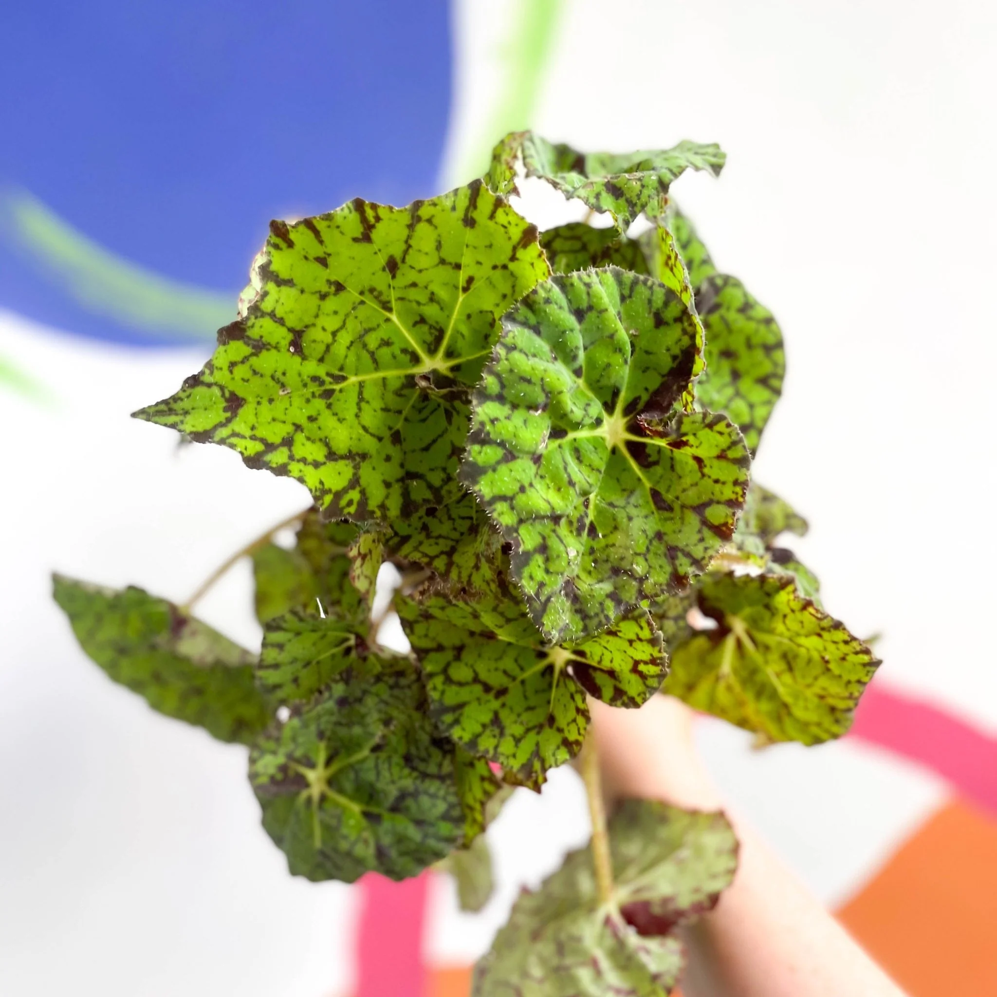 Begonia rex 'Lime Fever' - Image 5
