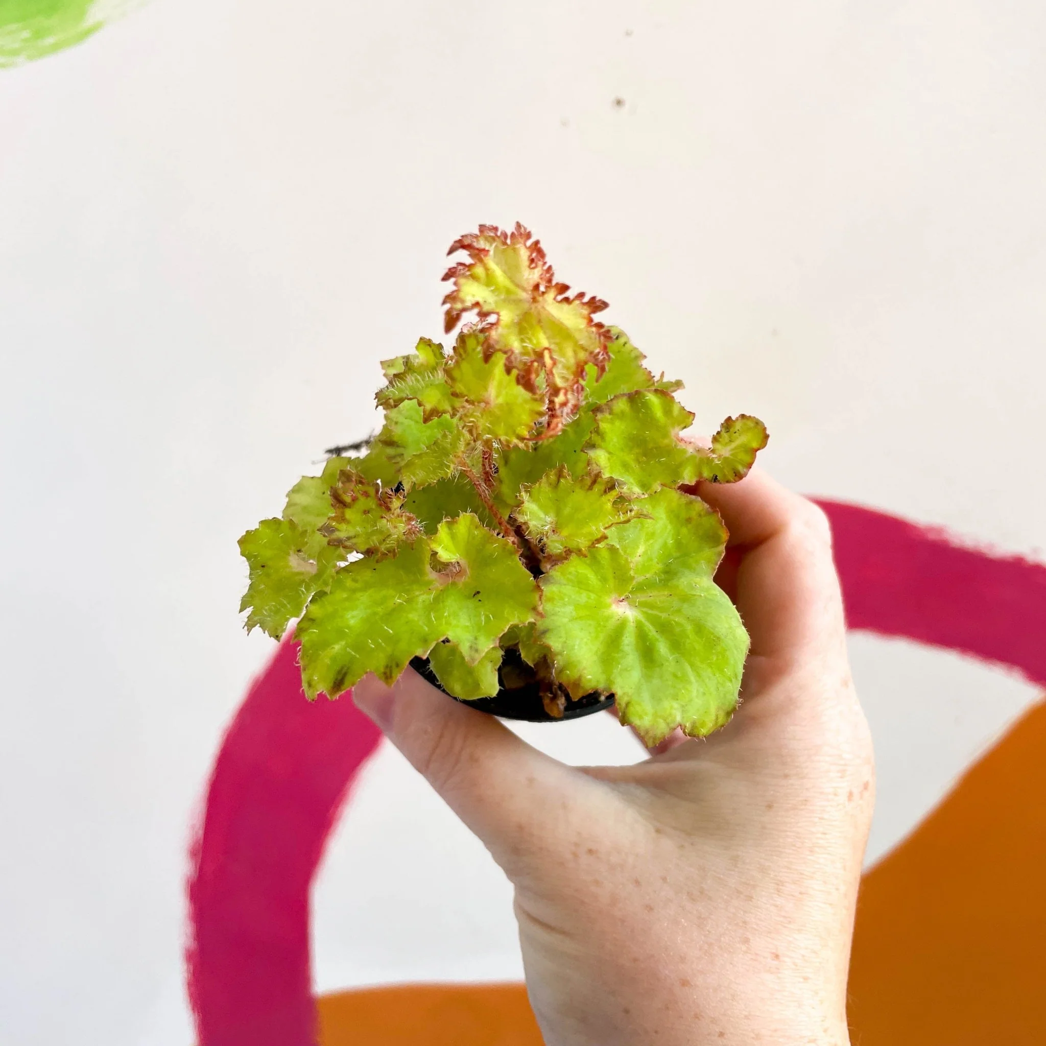 Begonia rex 'Limeade' - Welsh Grown