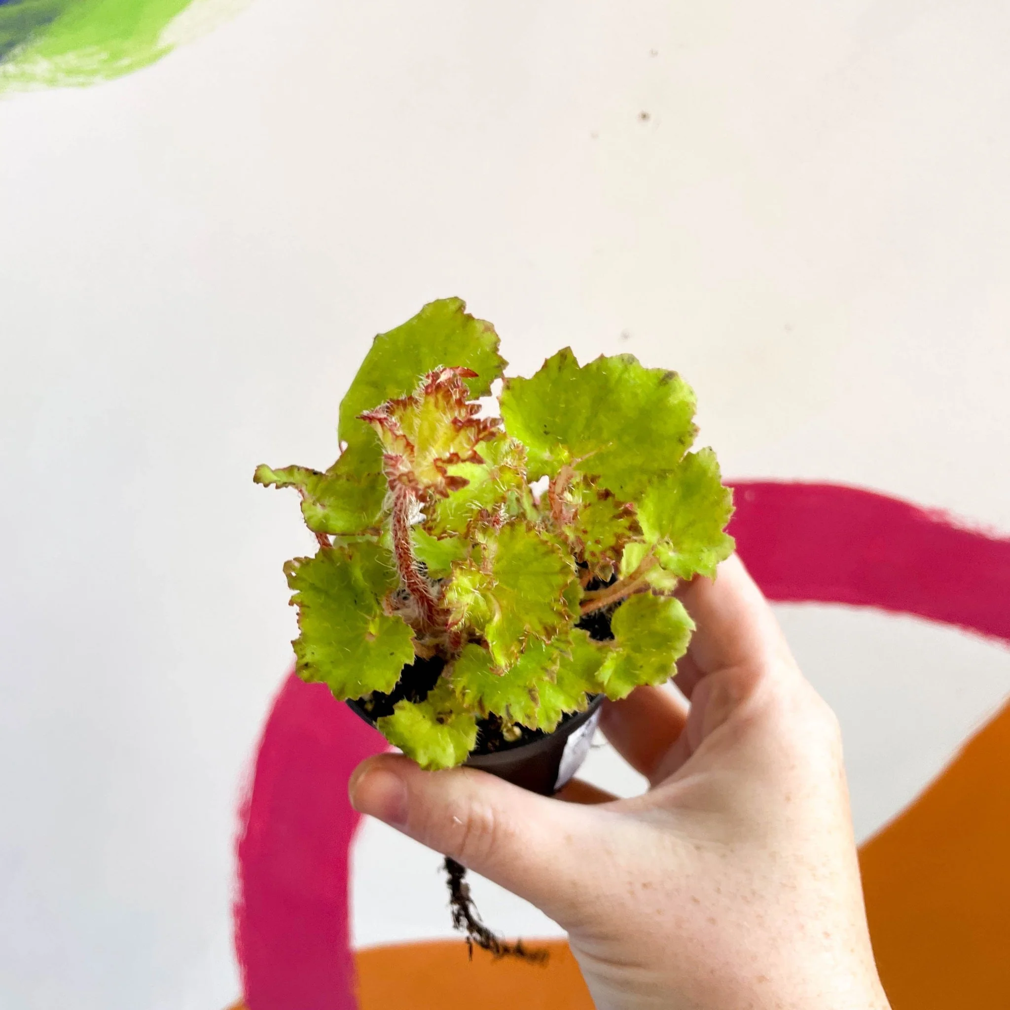 Begonia rex 'Limeade' - Welsh Grown - Image 2