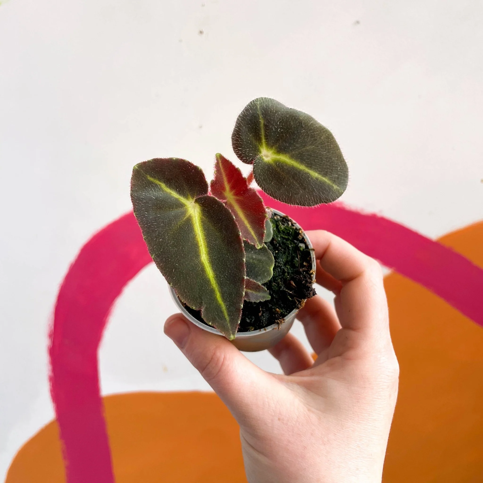 Begonia rex listada