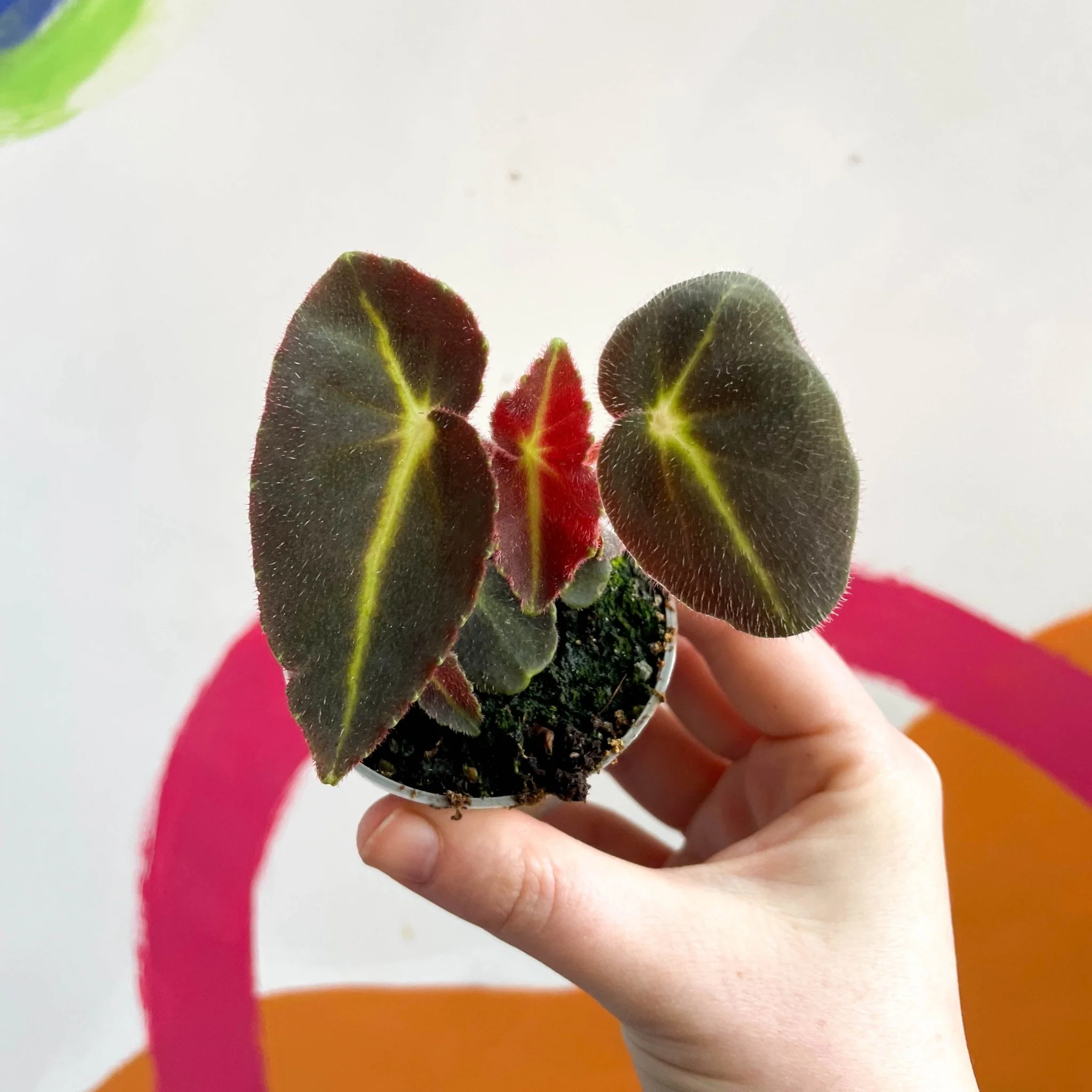 Begonia rex listada - Image 2