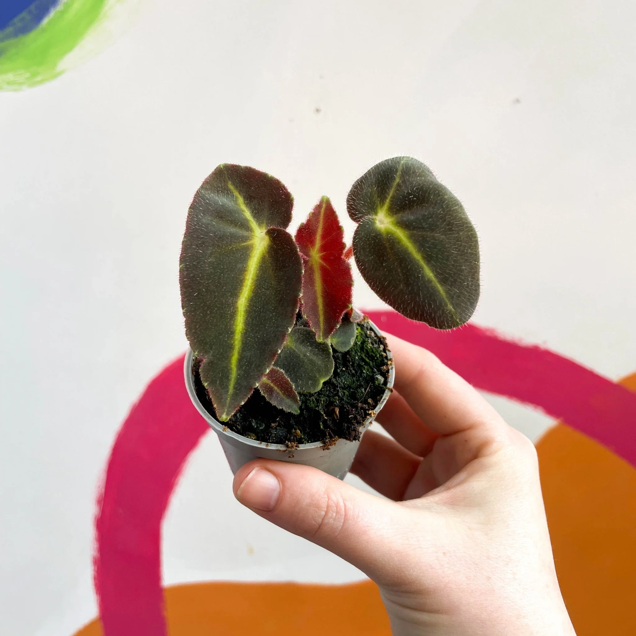 Begonia rex listada - Image 3