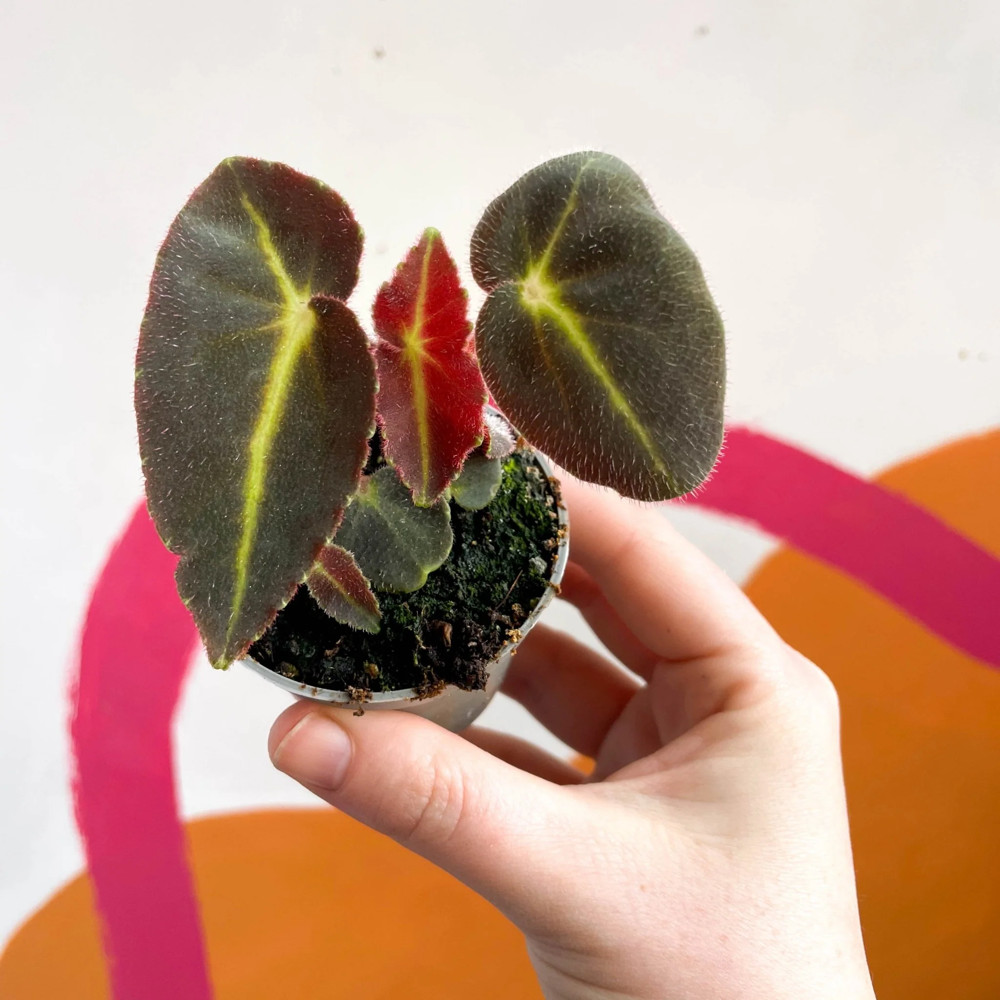 Begonia rex listada - Image 4