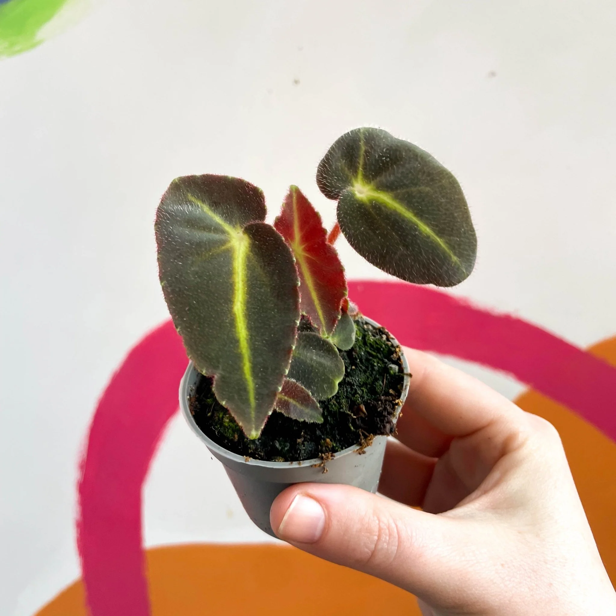 Begonia rex listada - Image 5