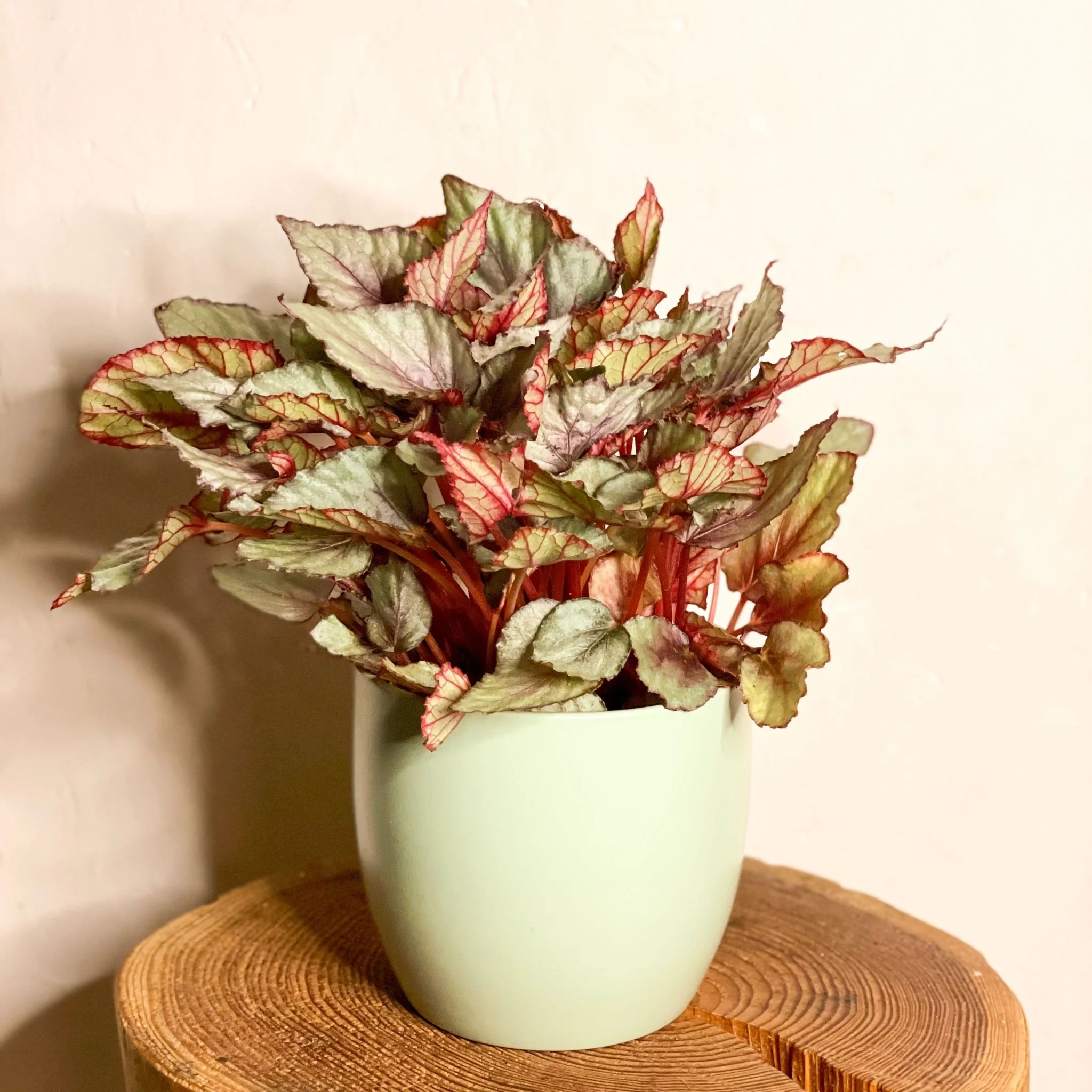 Begonia Rex 'Maori Haze'