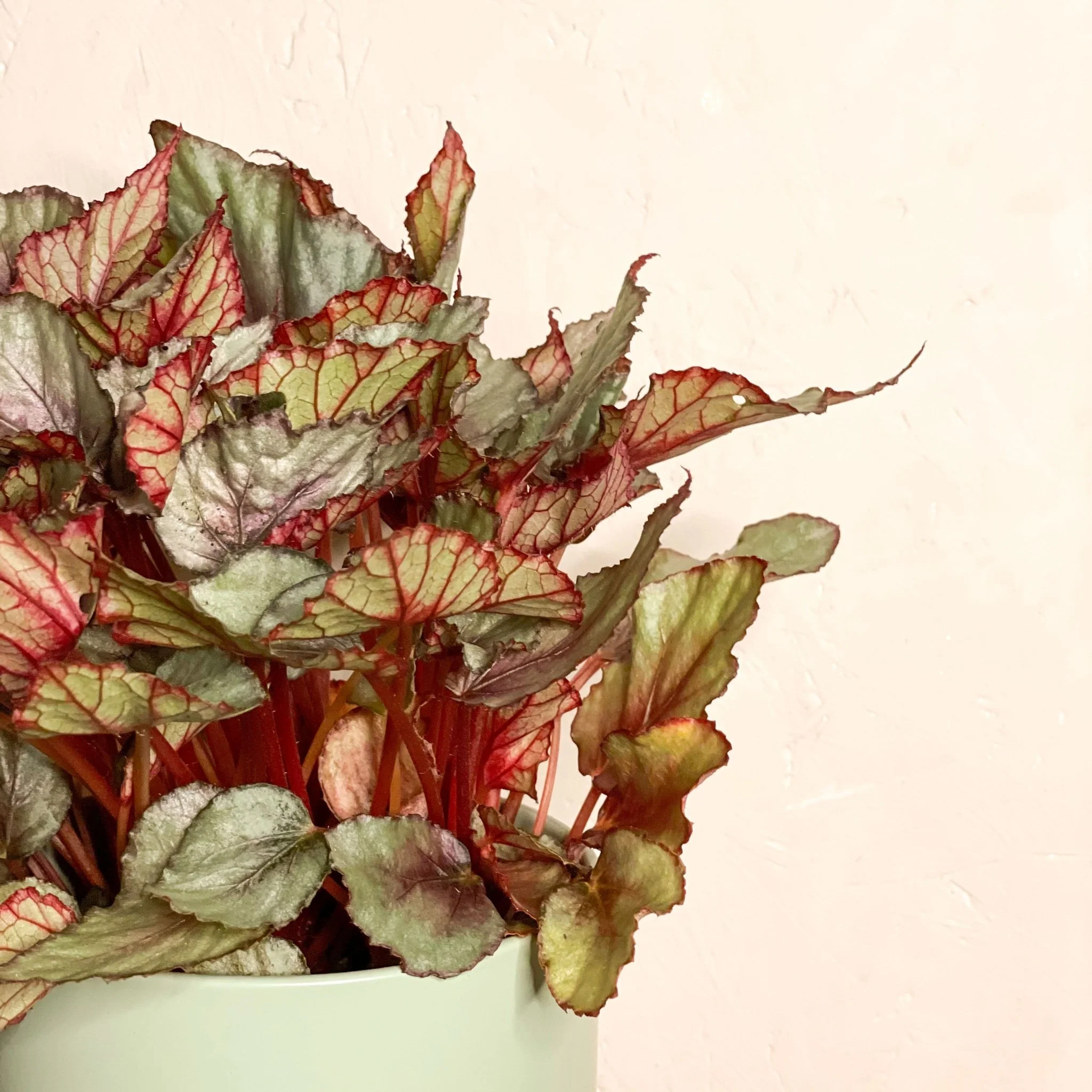 Begonia Rex 'Maori Haze' - Image 2