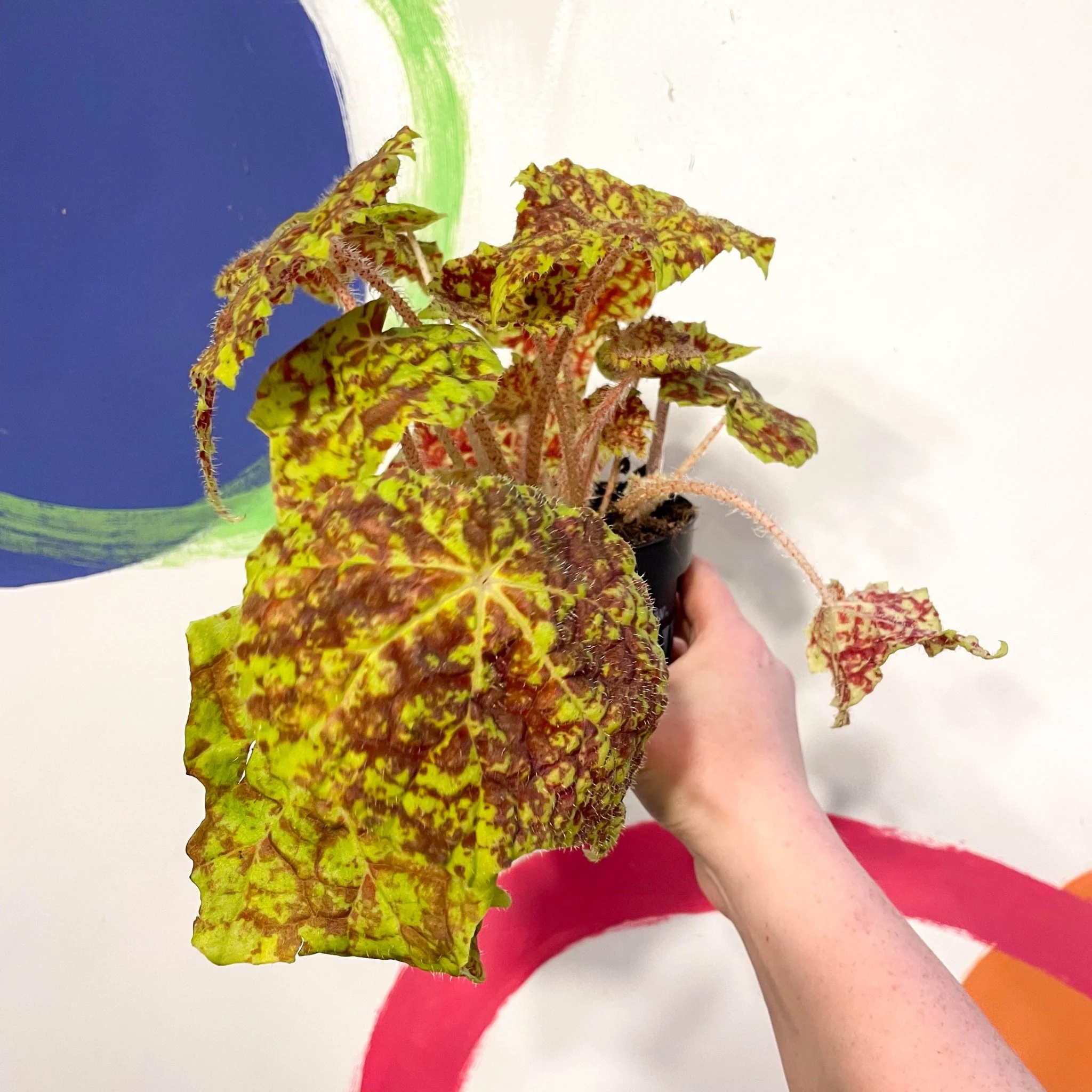 Begonia rex 'Marmaduke' - Welsh Grown - Image 4