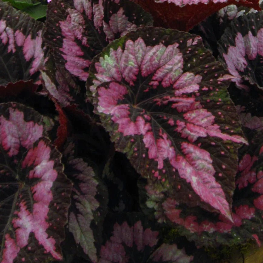Begonia rex 'Merry Christmas' - Welsh Grown