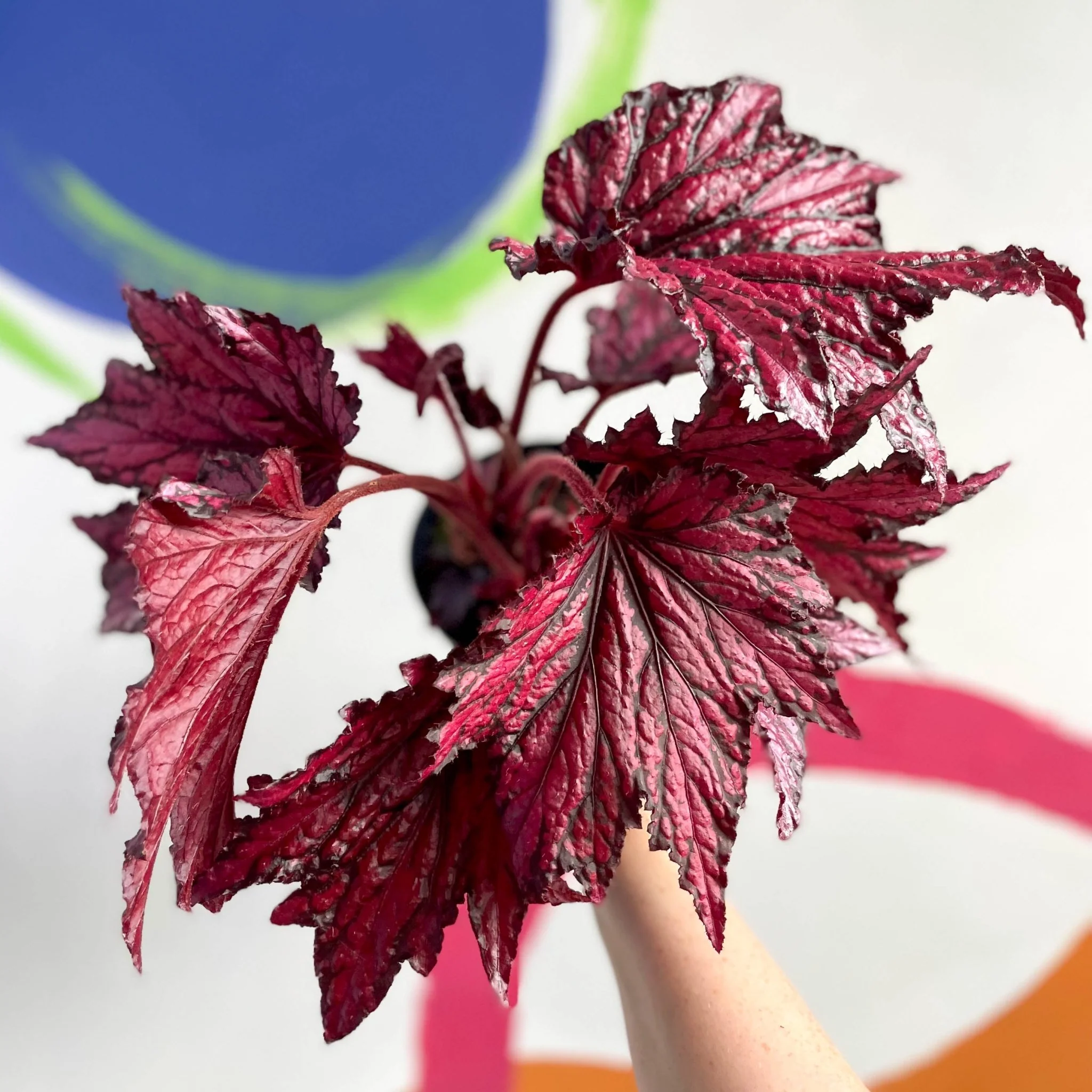 Begonia rex 'Merrymaker' - Welsh Grown