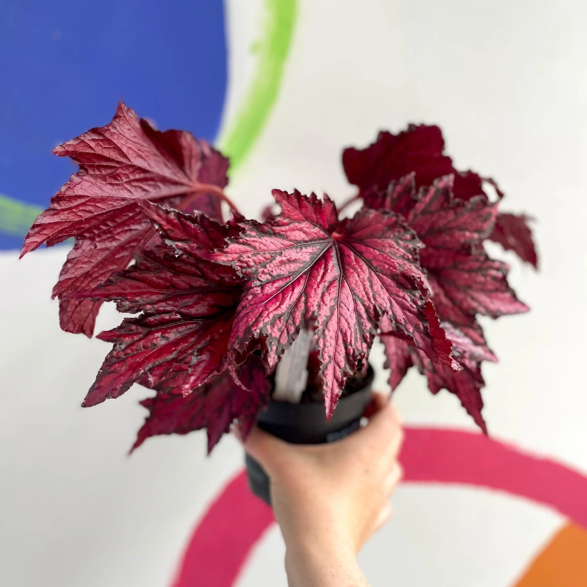 Begonia rex 'Merrymaker' - Welsh Grown - Image 10