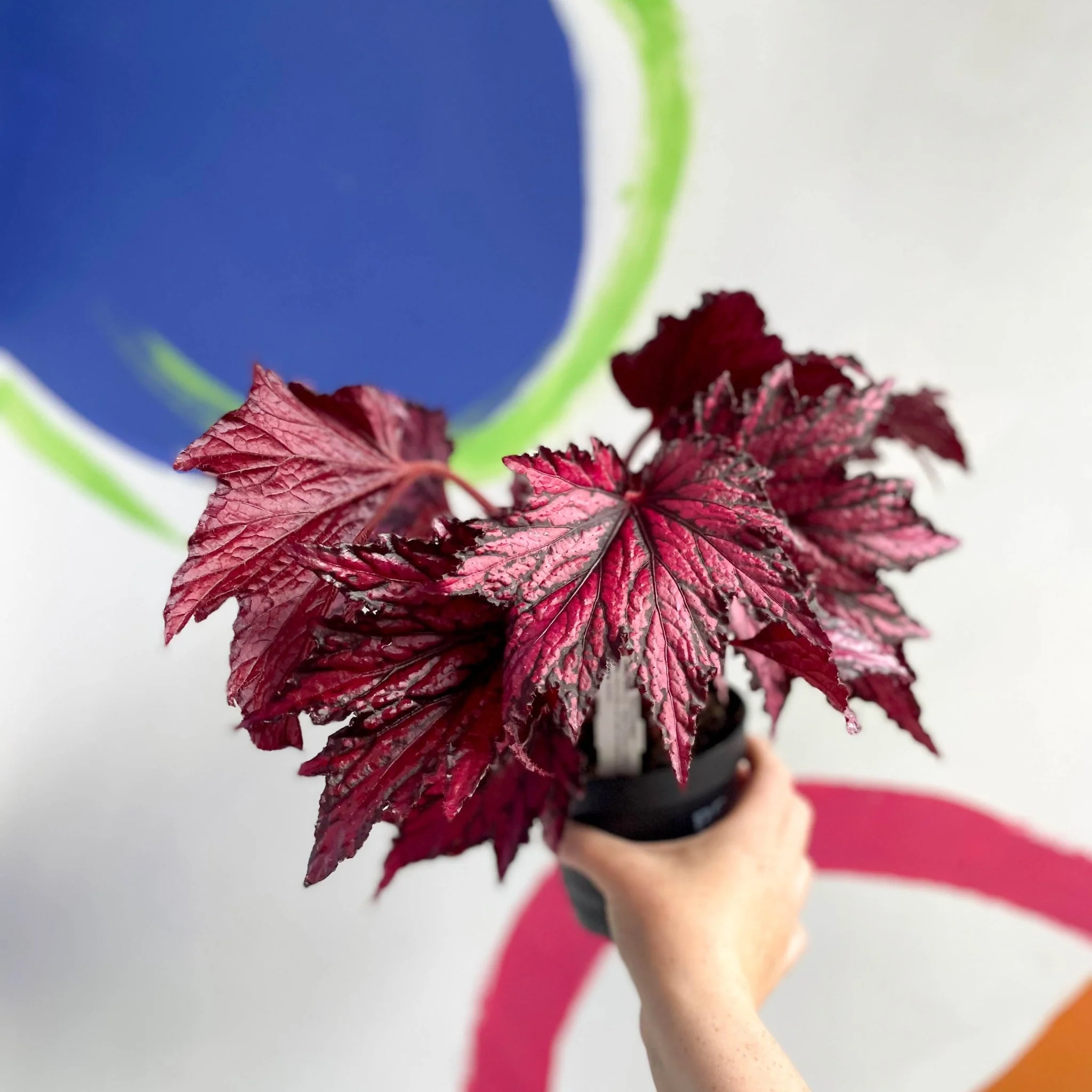 Begonia rex 'Merrymaker' - Welsh Grown - Image 11