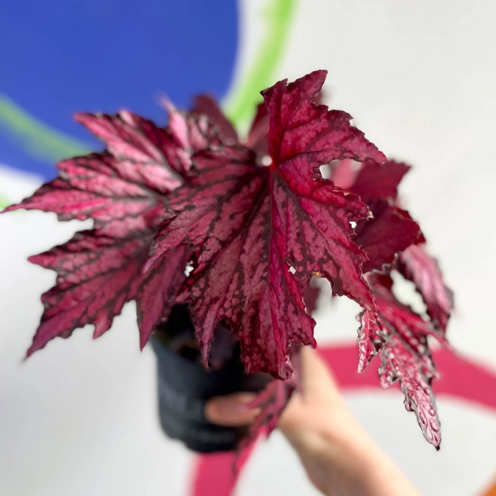 Begonia rex 'Merrymaker' - Welsh Grown - Image 2