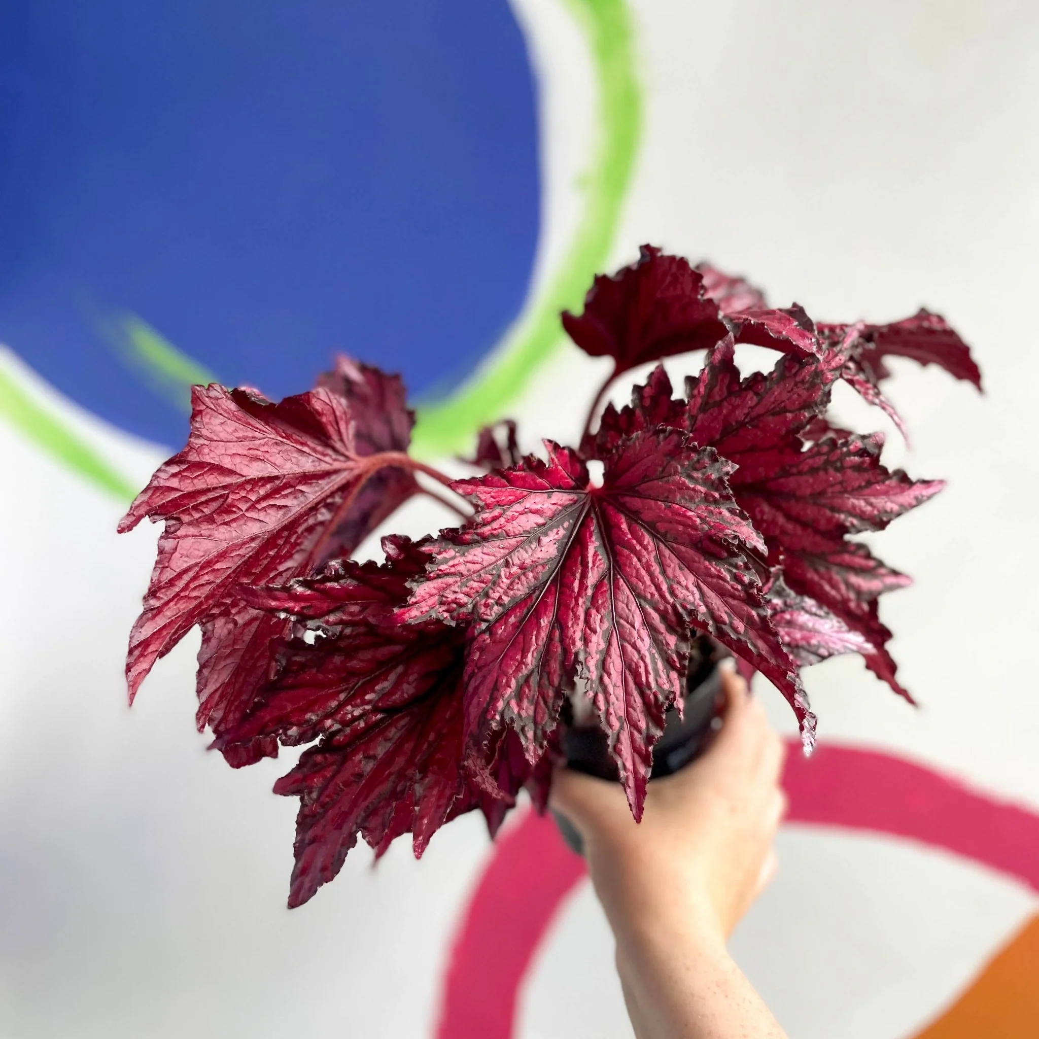 Begonia rex 'Merrymaker' - Welsh Grown - Image 3