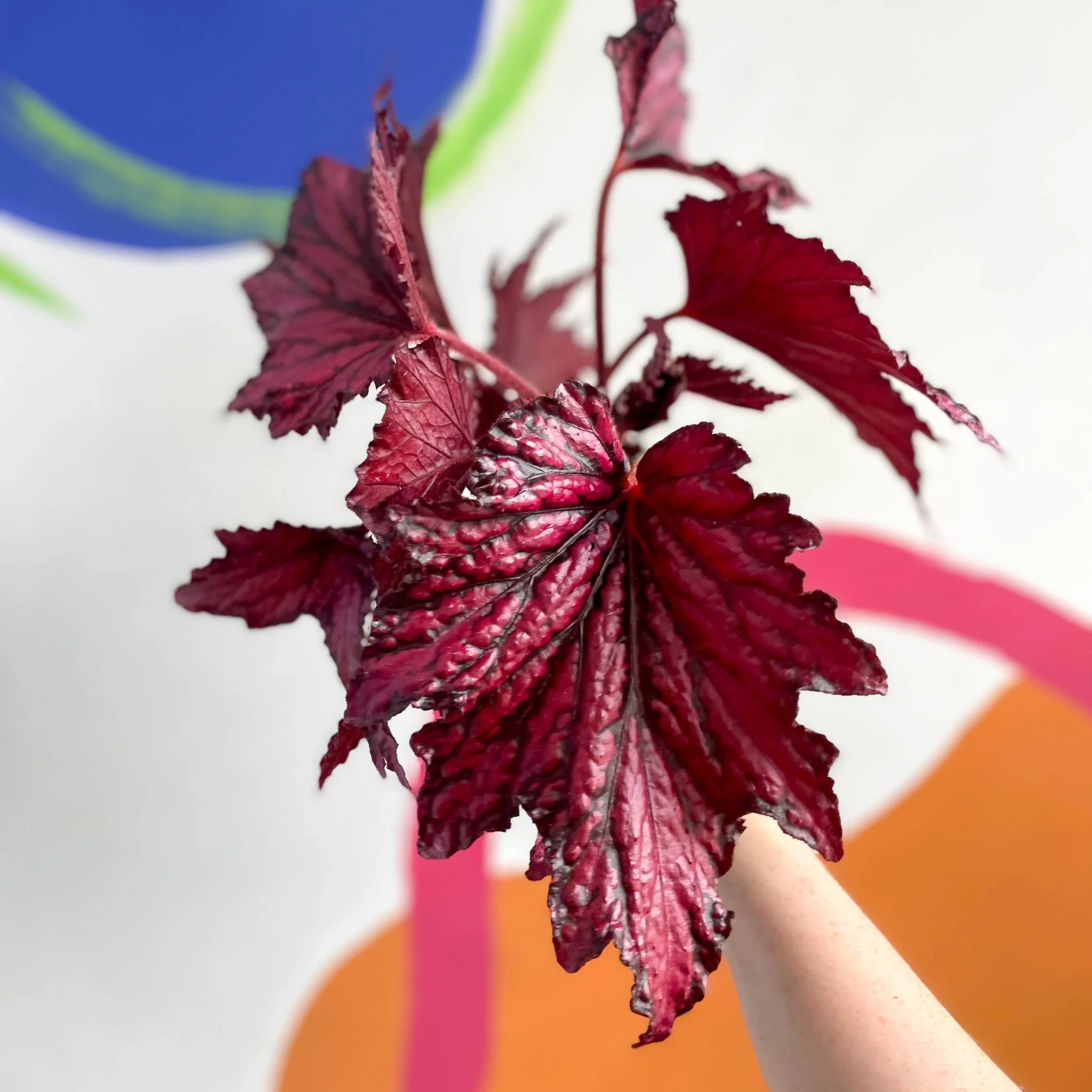 Begonia rex 'Merrymaker' - Welsh Grown - Image 4