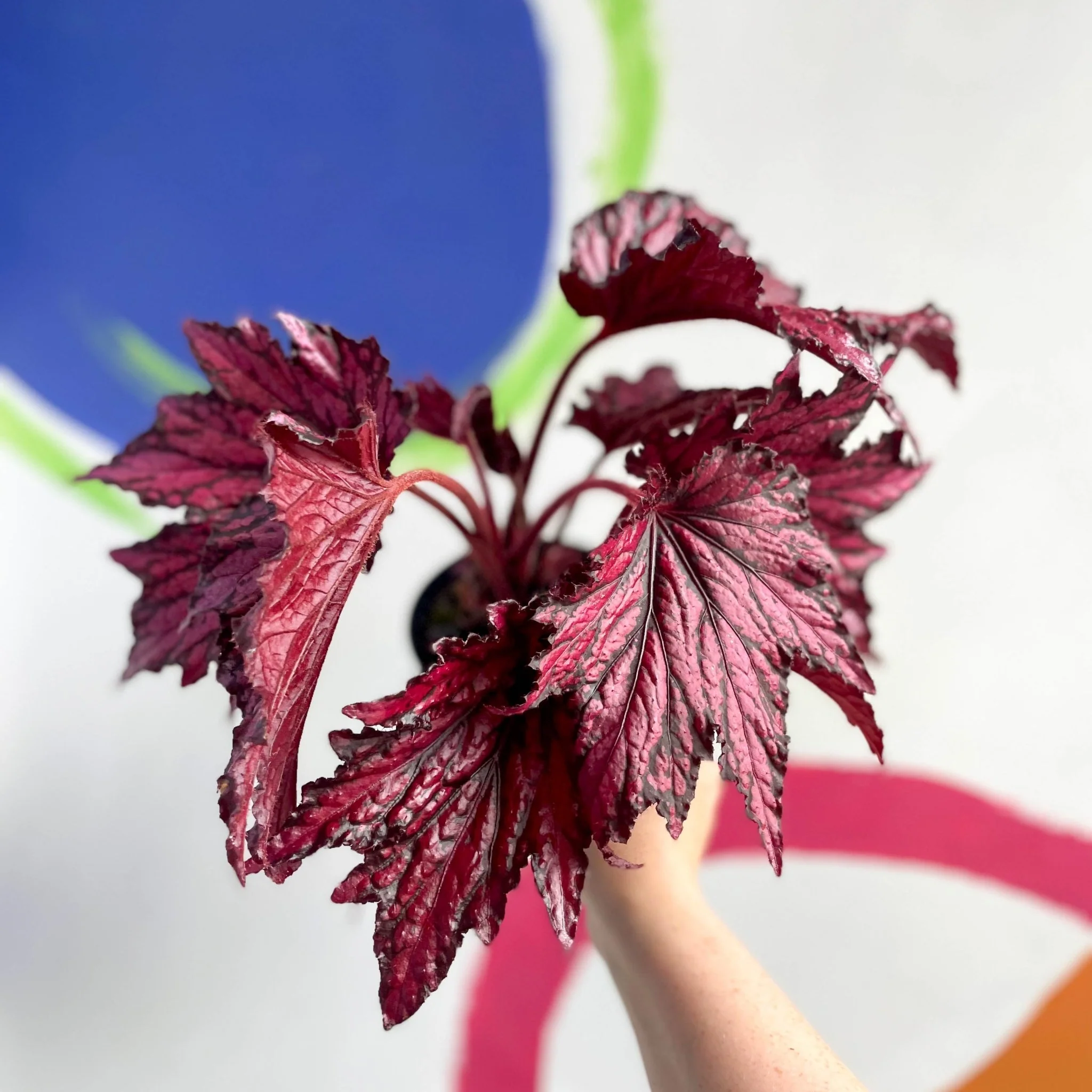 Begonia rex 'Merrymaker' - Welsh Grown - Image 5