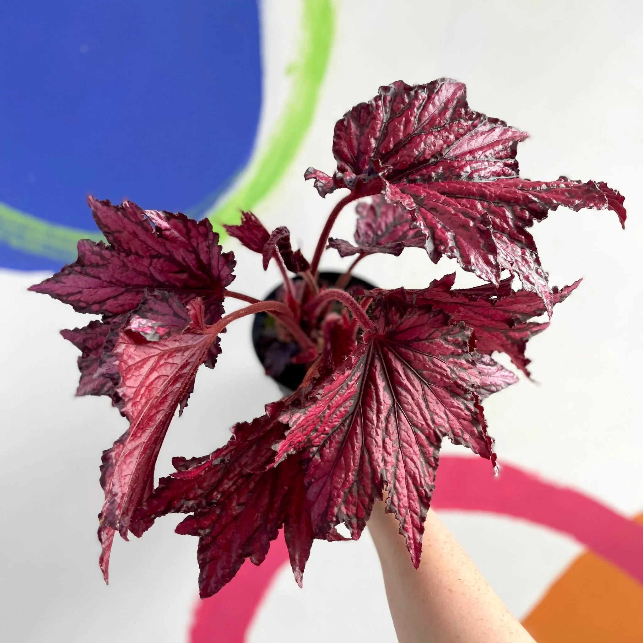 Begonia rex 'Merrymaker' - Welsh Grown - Image 6