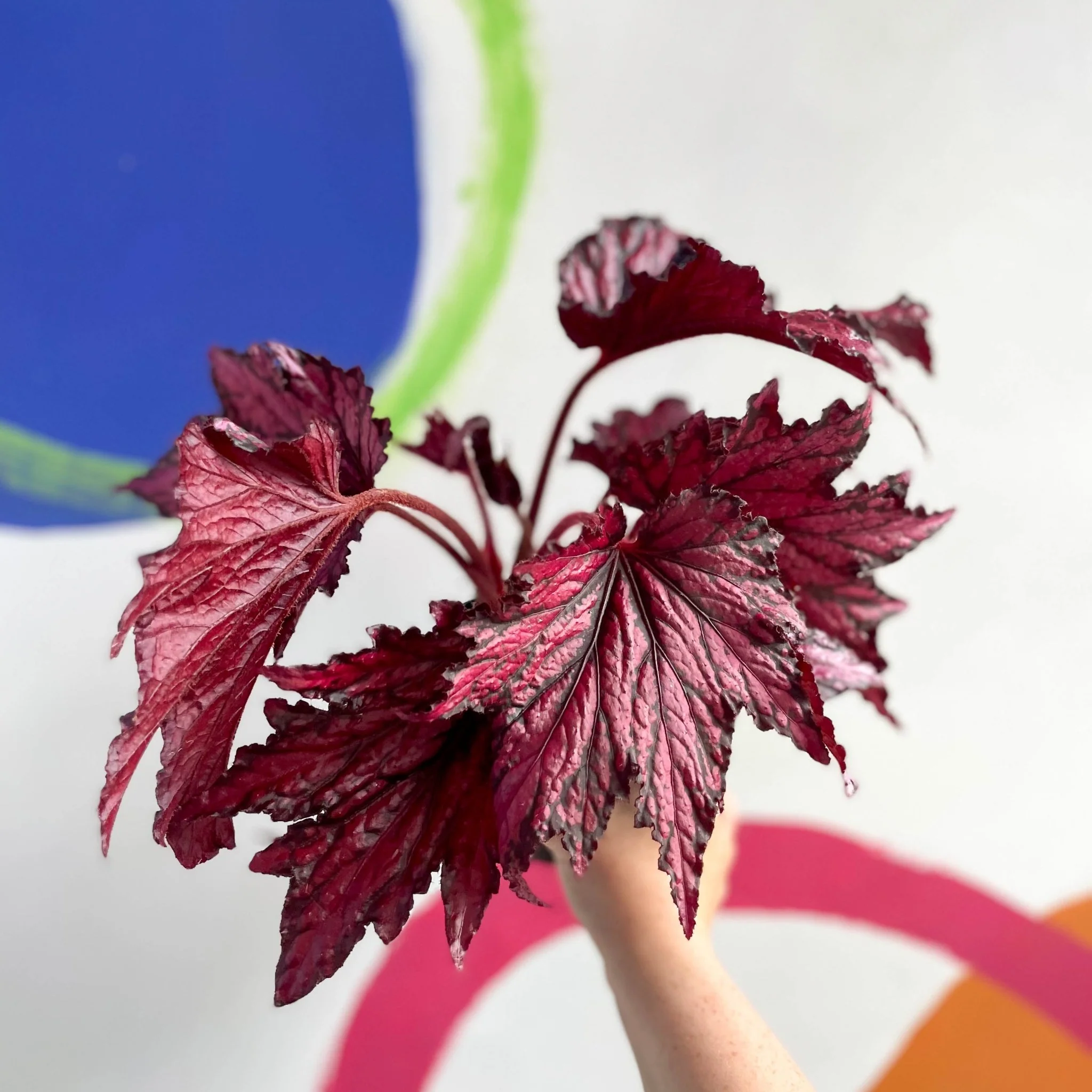 Begonia rex 'Merrymaker' - Welsh Grown - Image 7