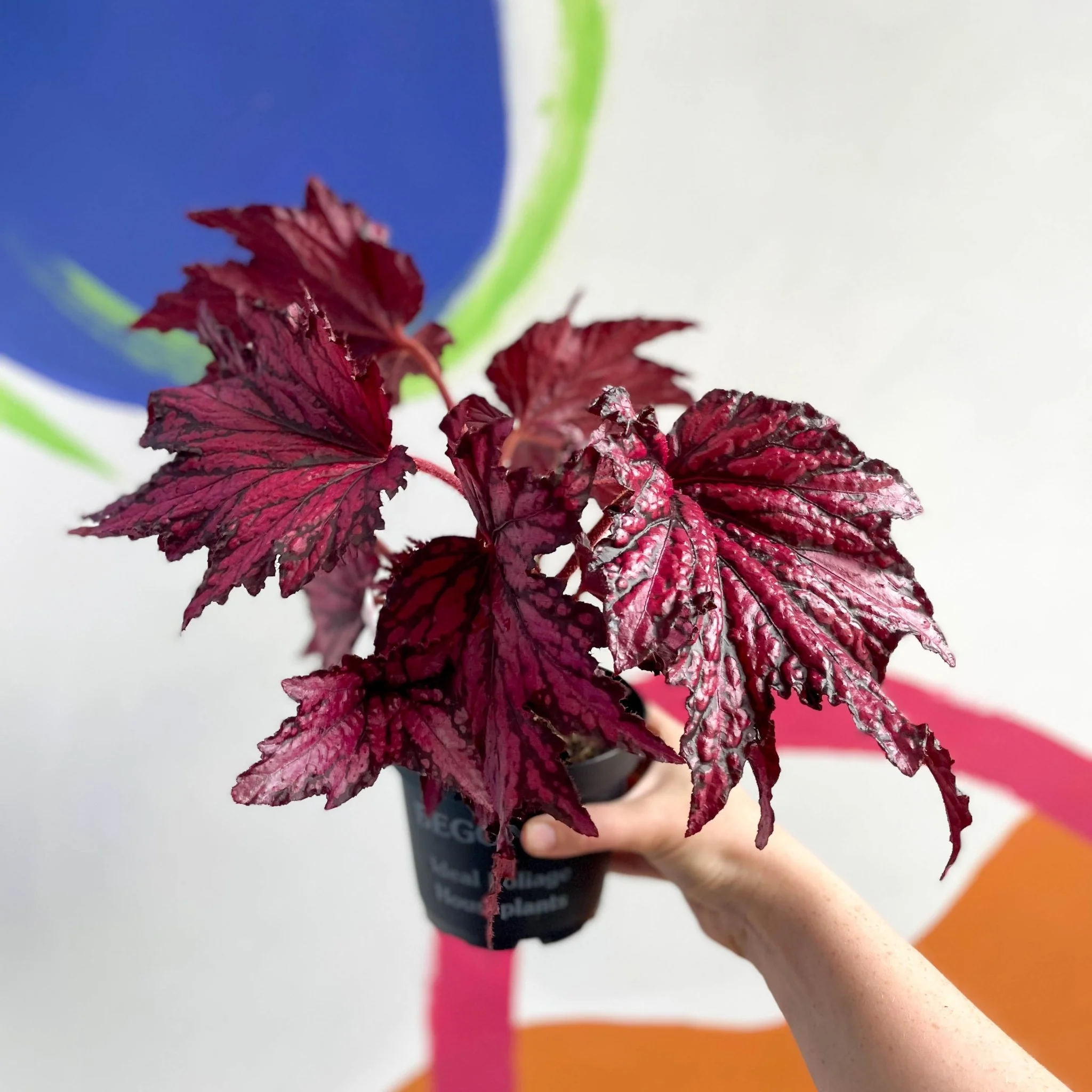 Begonia rex 'Merrymaker' - Welsh Grown - Image 8