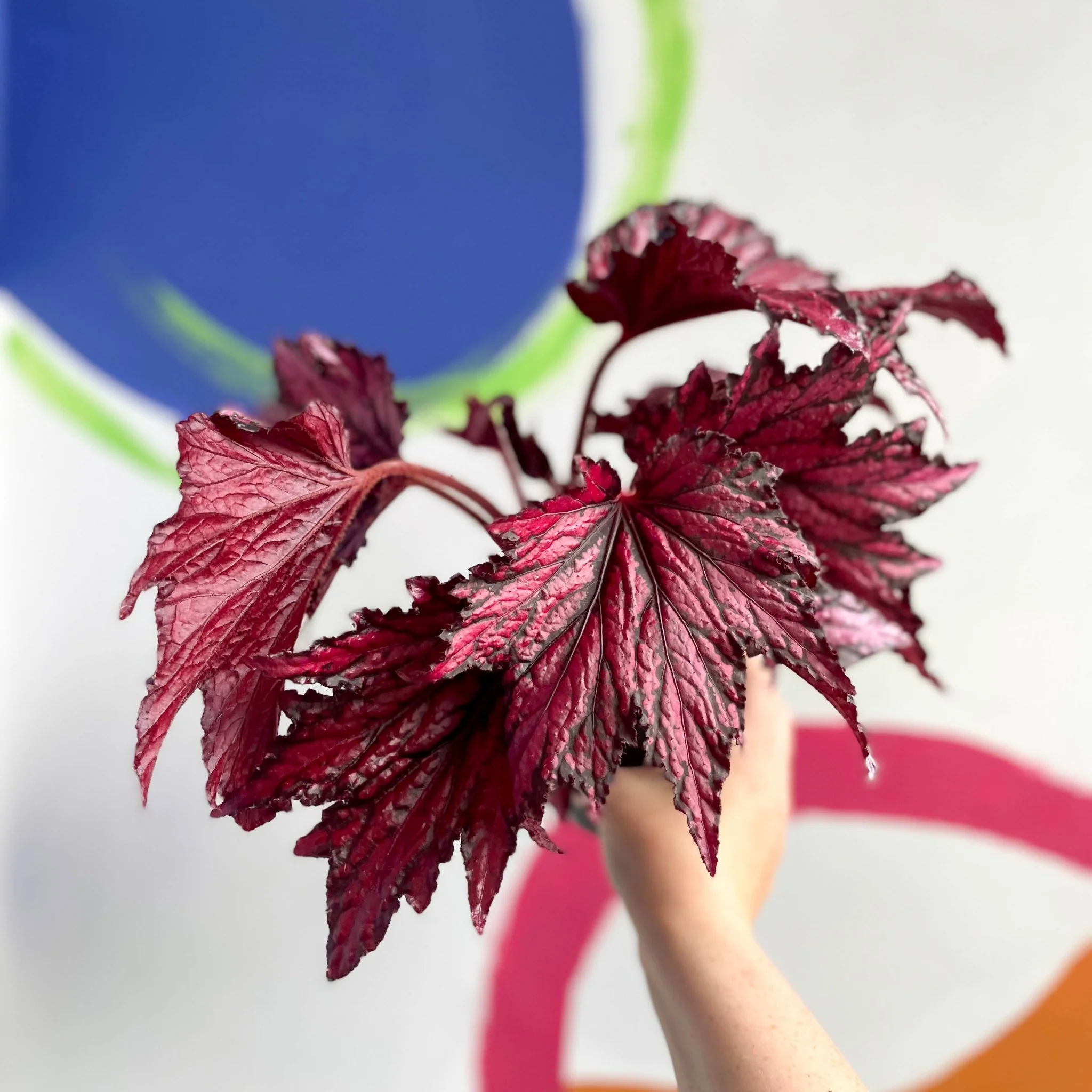 Begonia rex 'Merrymaker' - Welsh Grown - Image 9