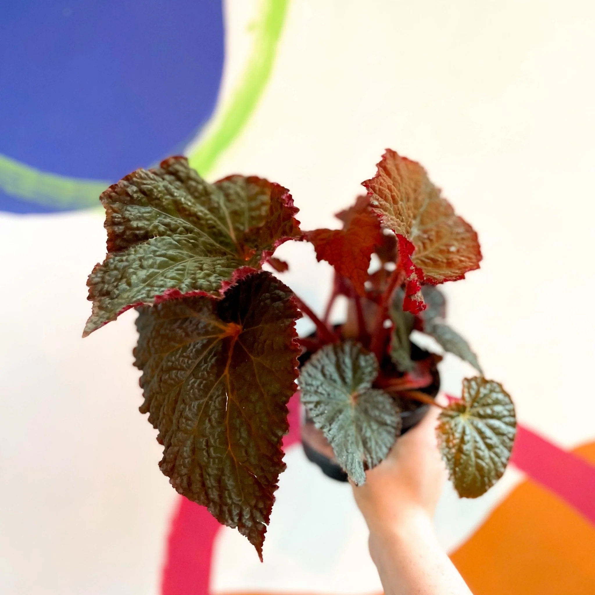 Begonia rex 'Midnight Magic' - Welsh Grown