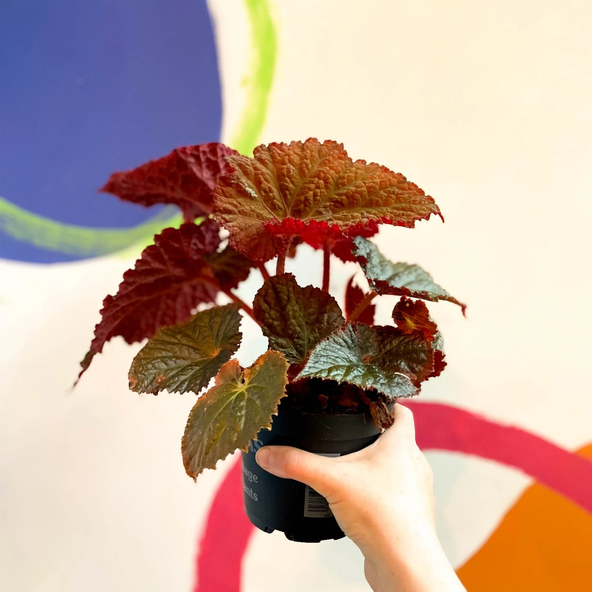 Begonia rex 'Midnight Magic' - Welsh Grown - Image 2