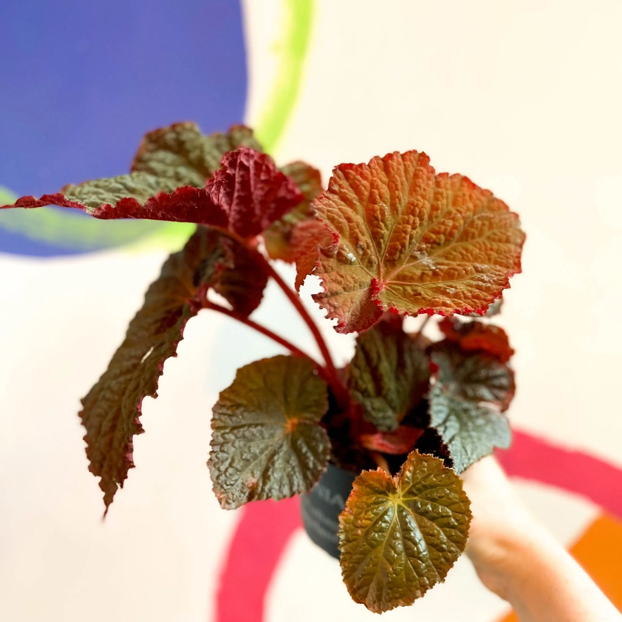 Begonia rex 'Midnight Magic' - Welsh Grown - Image 3