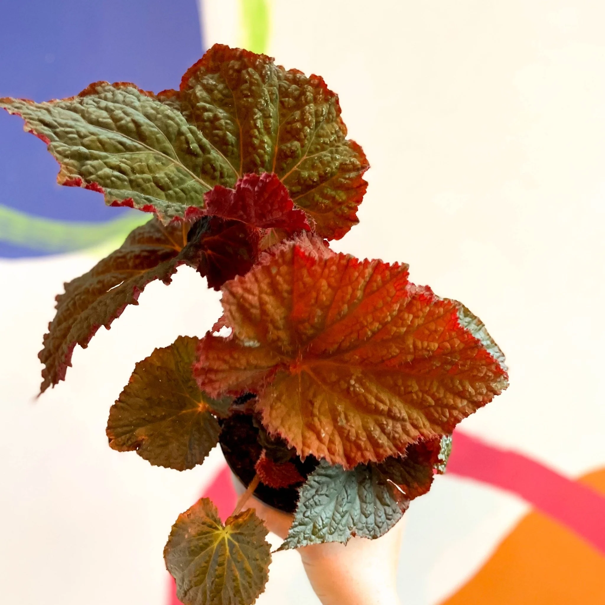 Begonia rex 'Midnight Magic' - Welsh Grown - Image 4