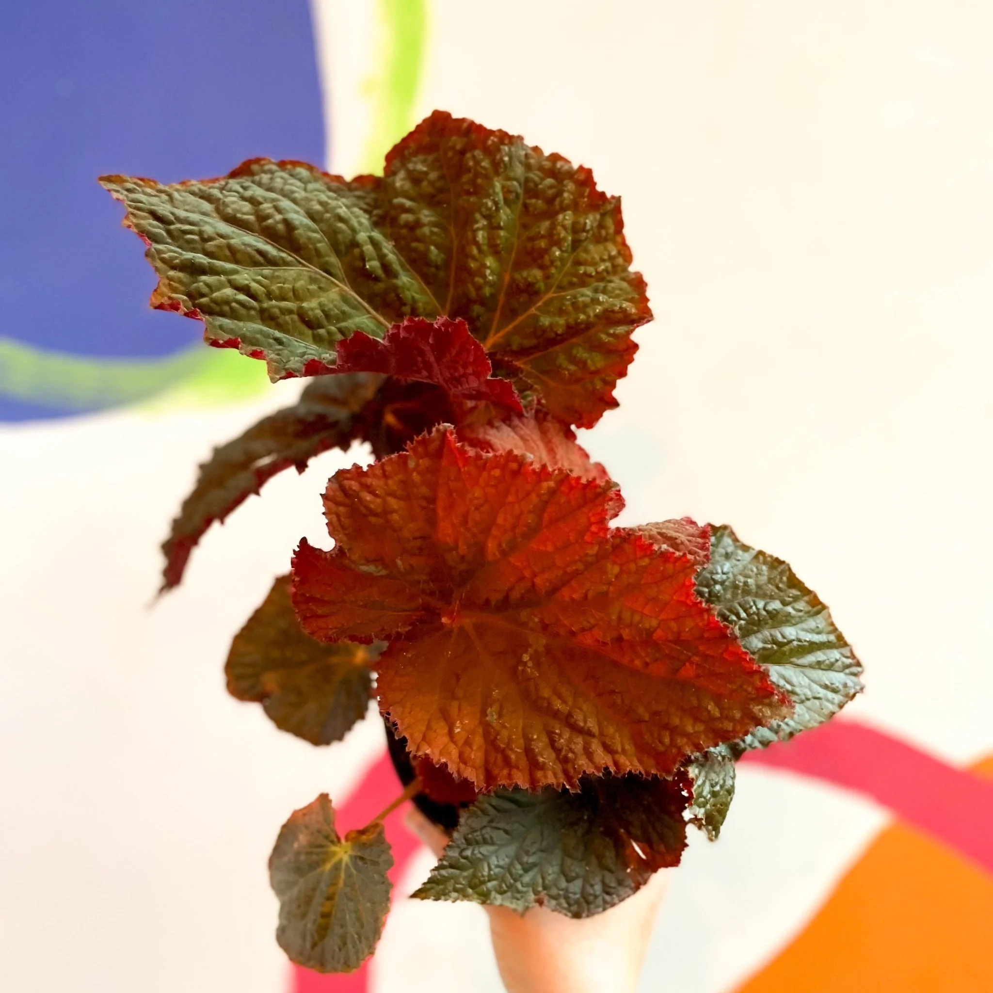 Begonia rex 'Midnight Magic' - Welsh Grown - Image 5