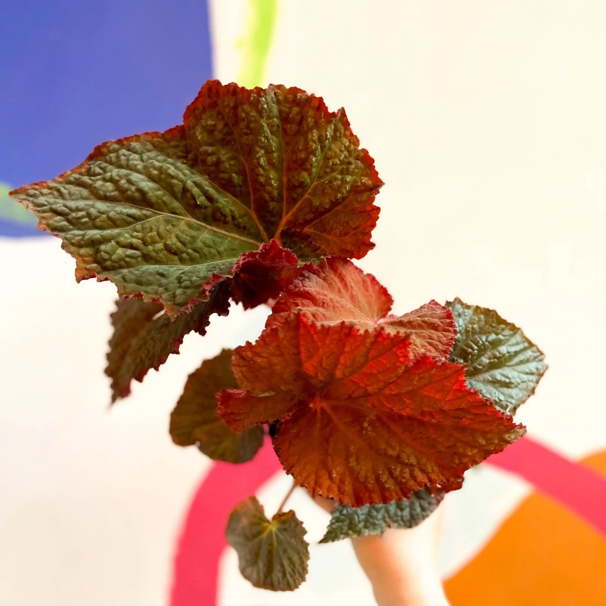 Begonia rex 'Midnight Magic' - Welsh Grown - Image 6
